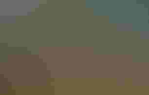 A colorful mural of a robin and woodpecker covers a wall outside.