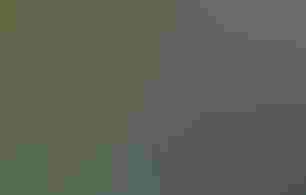 A mural of a hawk carrying a plant on a dark background painted on a garden shed.