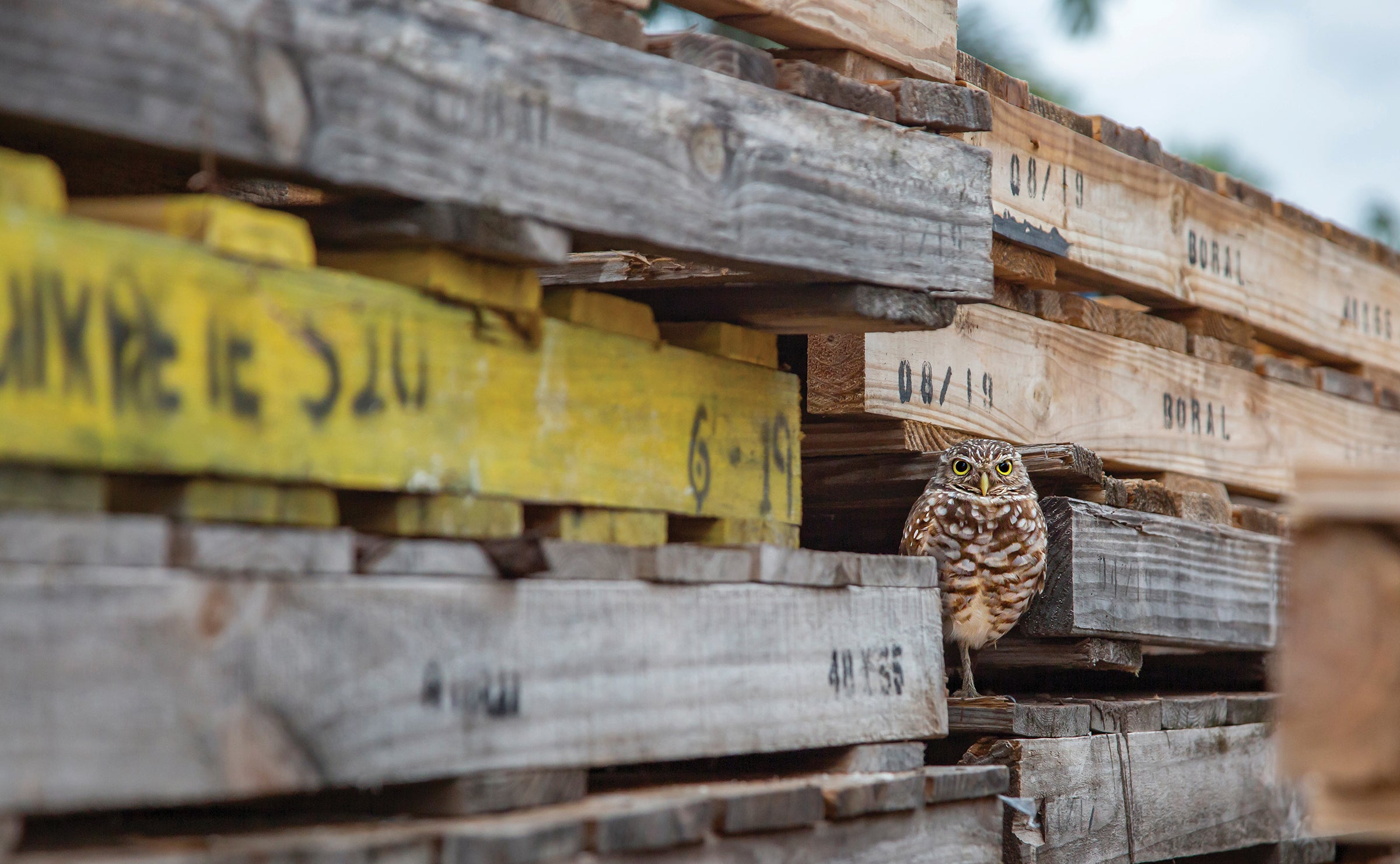 a burrowing owl peeks out of wooden pallets