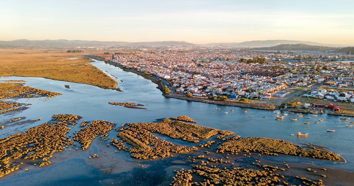 A Restoration Effort in Southcentral Chile Aims to Renew a Damaged Wetland A Restoration Effort in Southcentral Chile Aims to Renew a Damaged Wetland