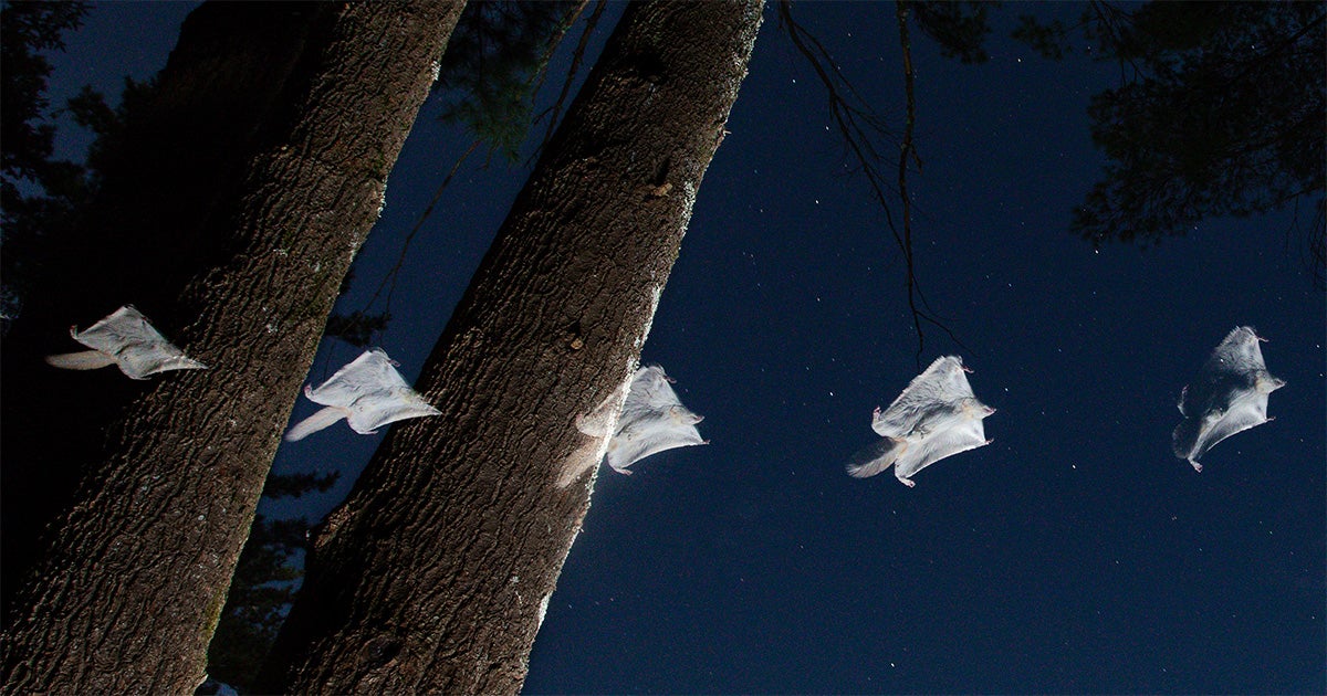 It’s a Bird, It’s a Bat—No, It’s a Flying Squirrel. And It Might Be ...