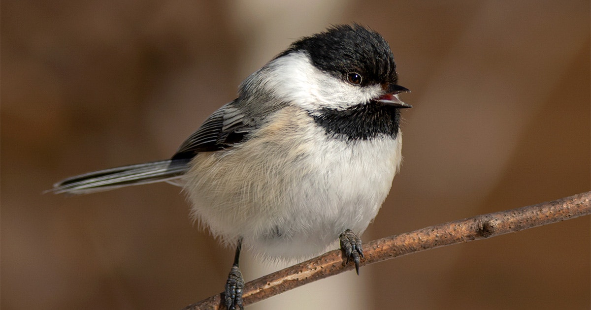 Want to Find Fall Warblers? Listen for Chickadees Want to Find Fall Warblers? Listen for Chickadees
