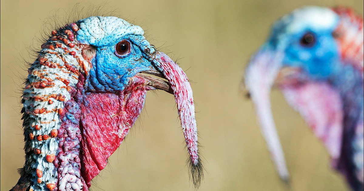 Strange Insect Turkey Get to Know a Wild Turkey’s Weird Anatomy | Audubon