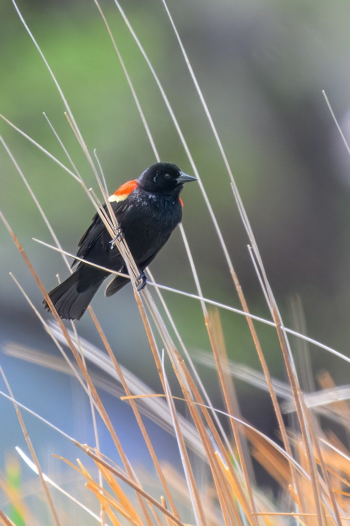 Bird Bounty on the Kern River Preserve | Audubon
