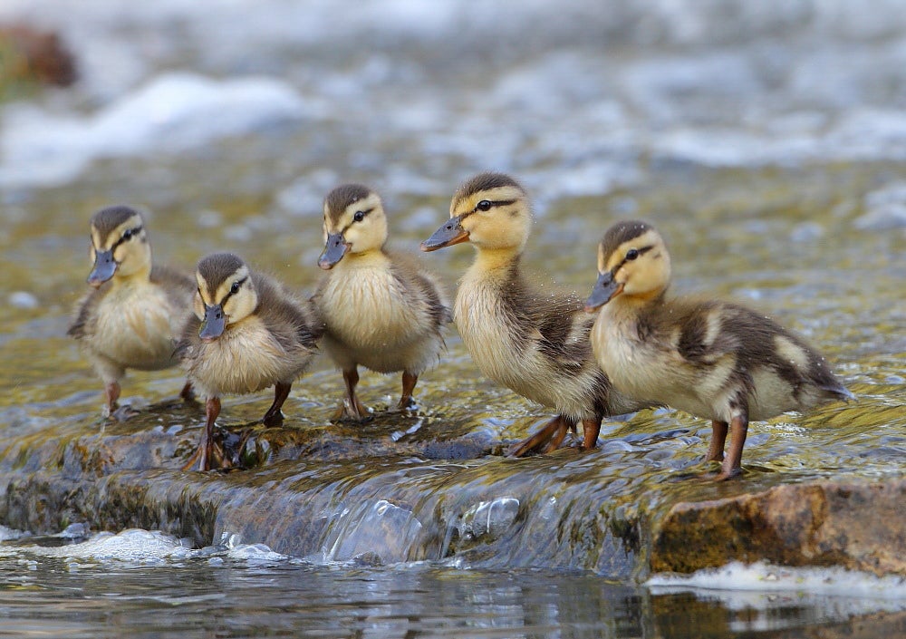 Mallard chicks by water