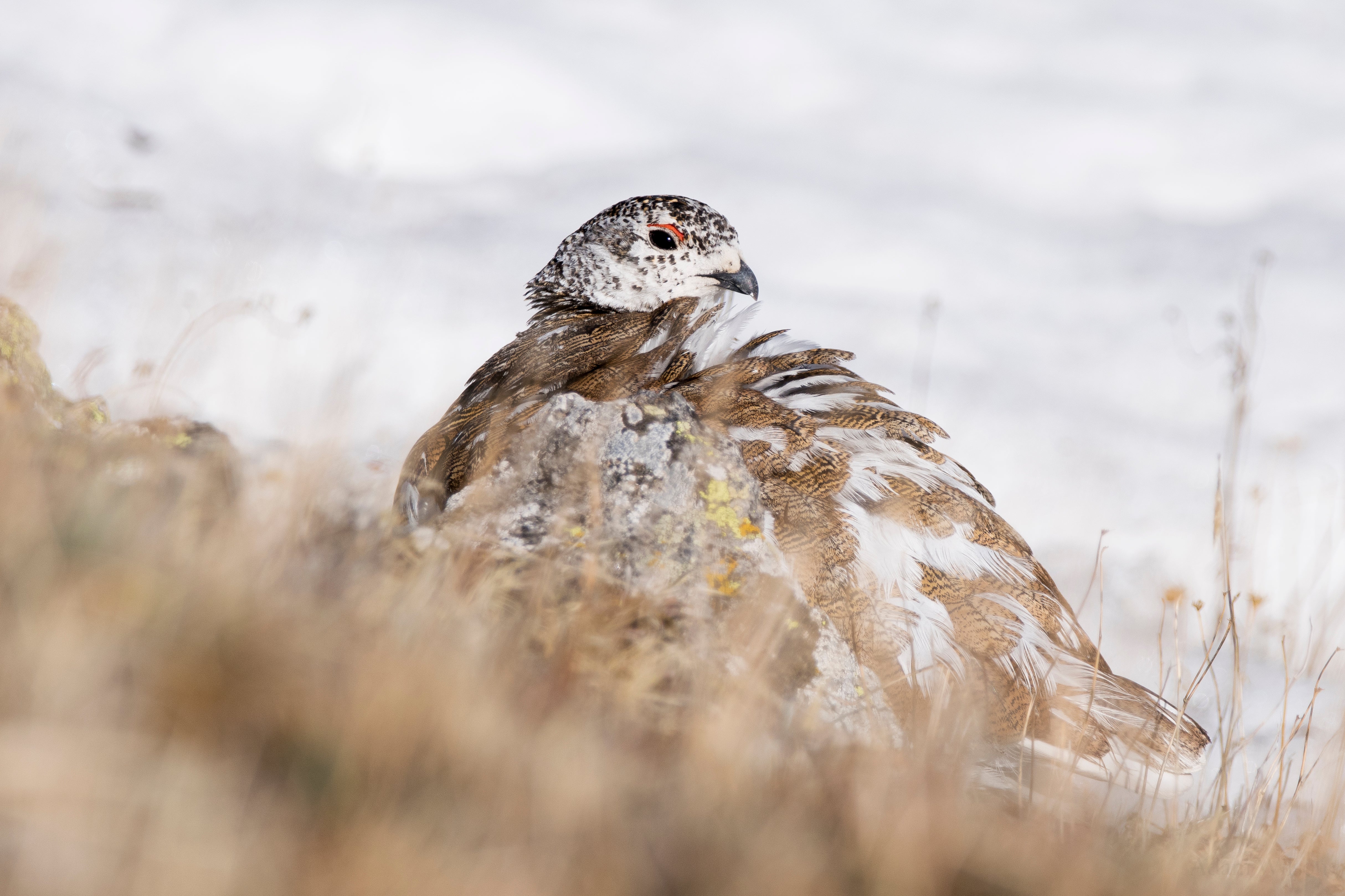 A molting ptarmigan sits on the snowy ground preening its feathers.