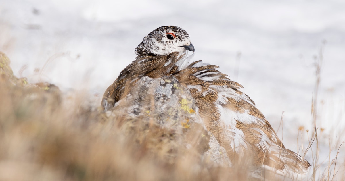 National Audubon Society Applauds Launch of Bipartisan Senate Stewardship Caucus National Audubon Society Applauds Launch of Bipartisan Senate Stewardship Caucus