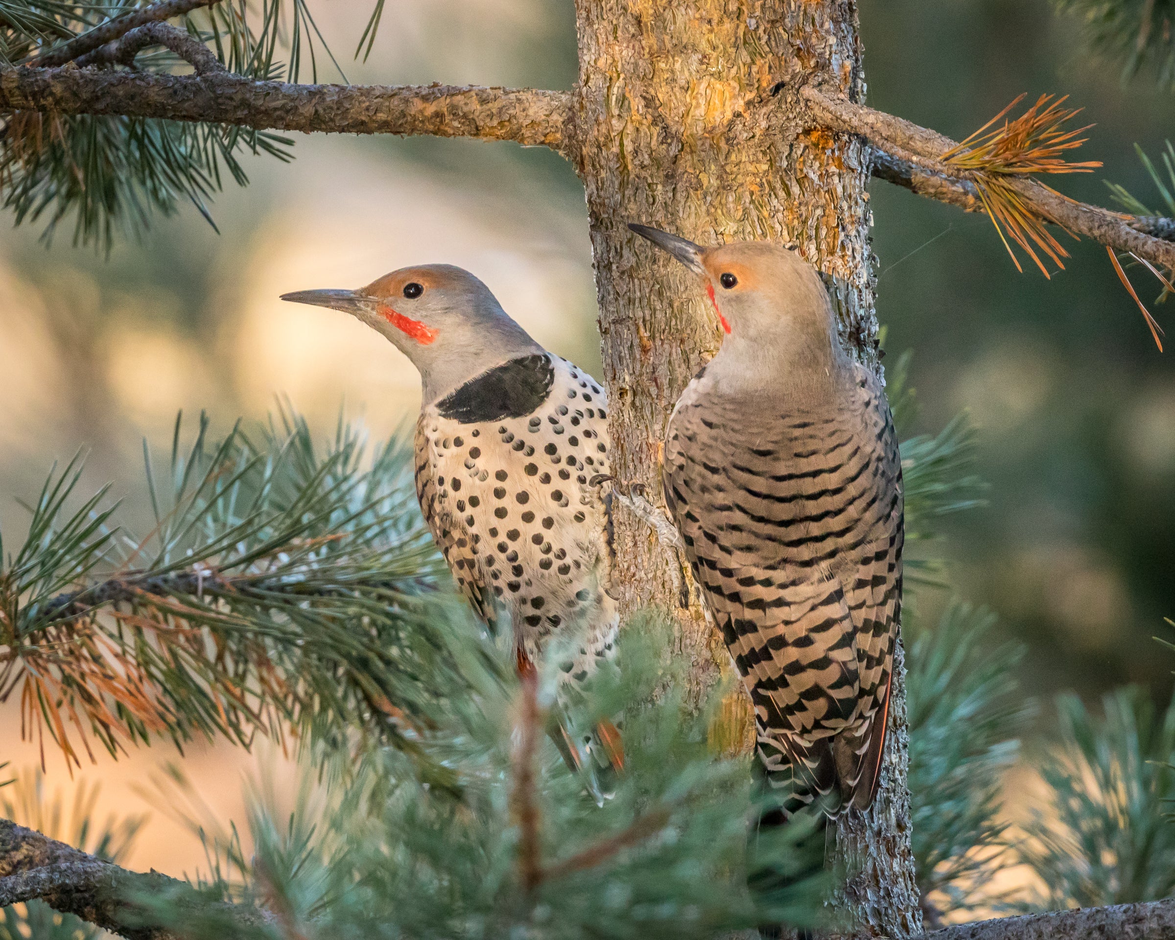 Two Northern Flickers in a pine tree