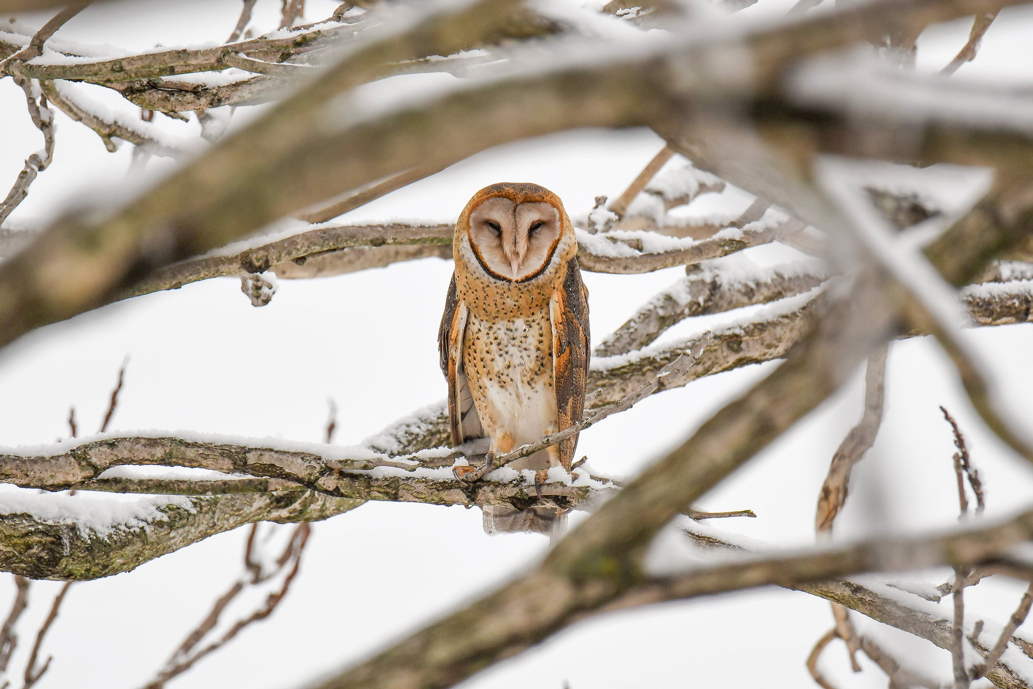 A Barn Owl stands with its eyes closed on a snowy branch with other branches framing the scene and a snowy white background.