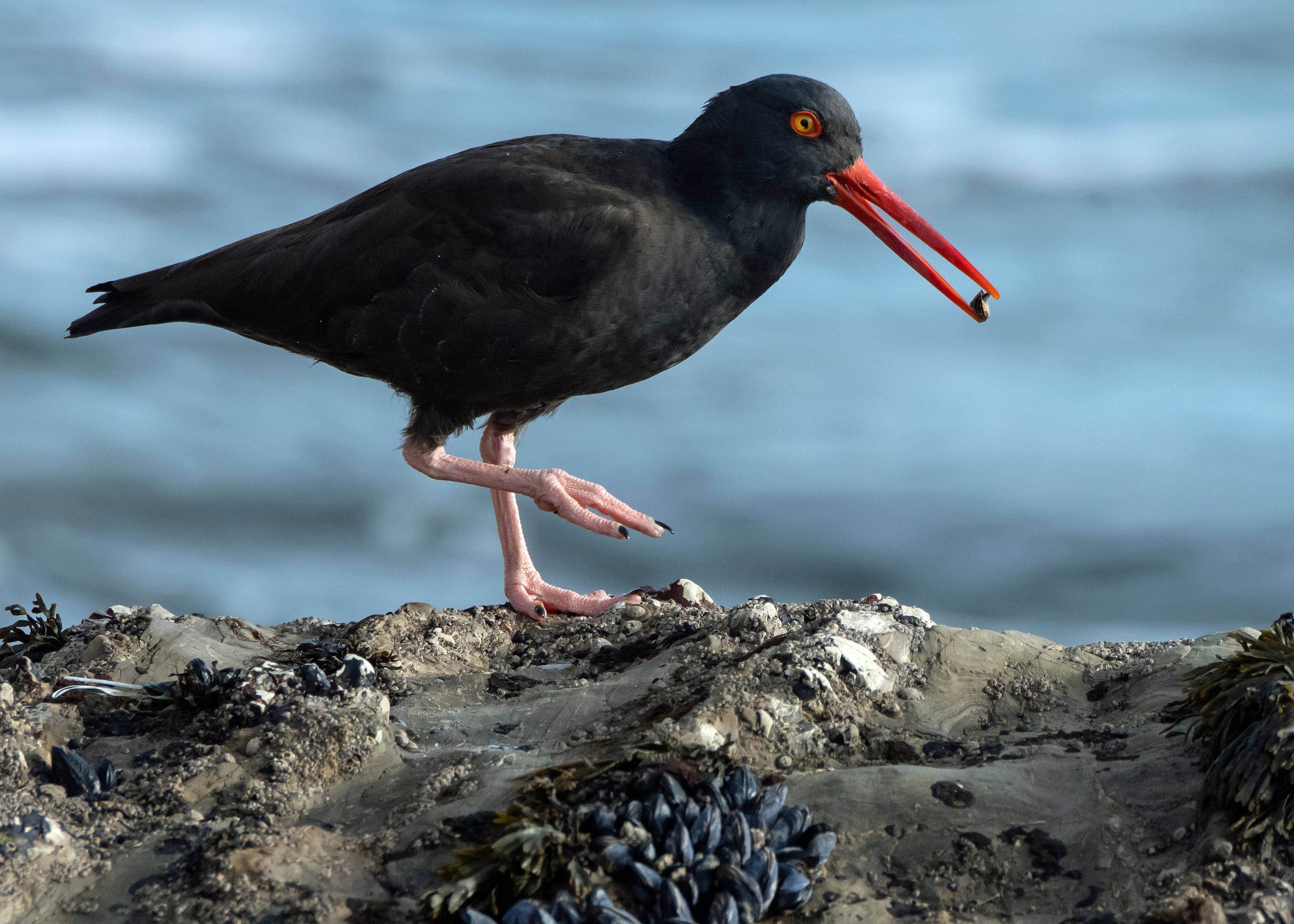 Bird standing on a rock with water seen behind it