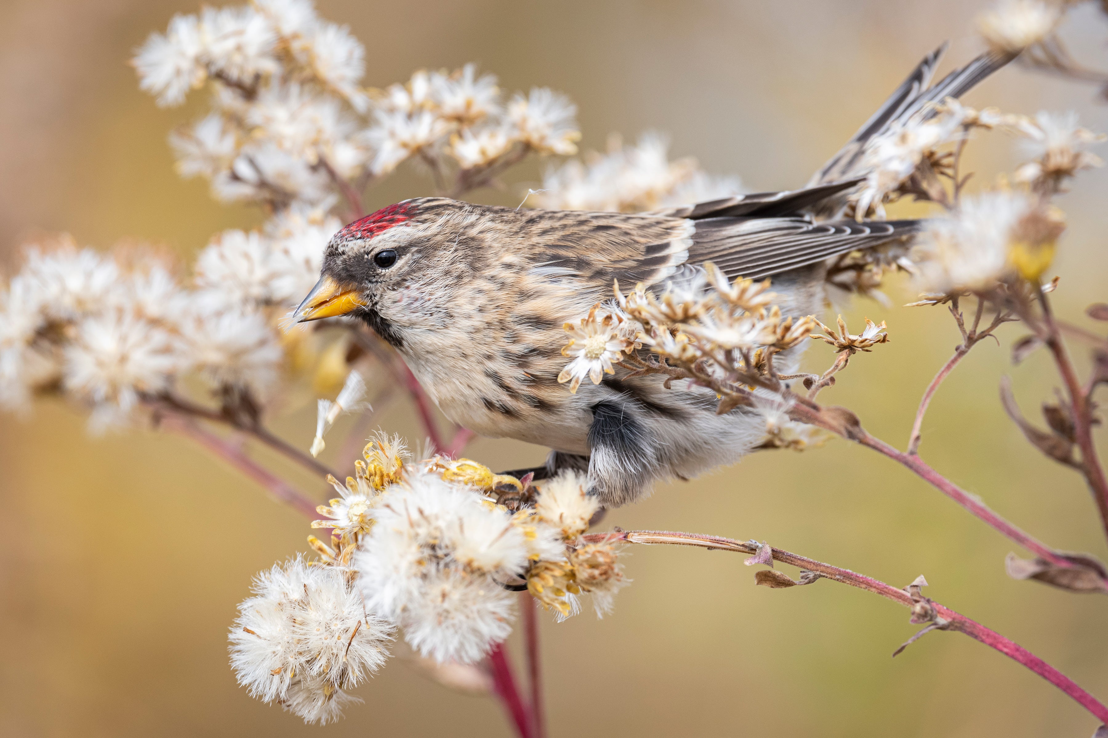 A Redpoll perches in a goldenrod plant eating the wispy white seeds.