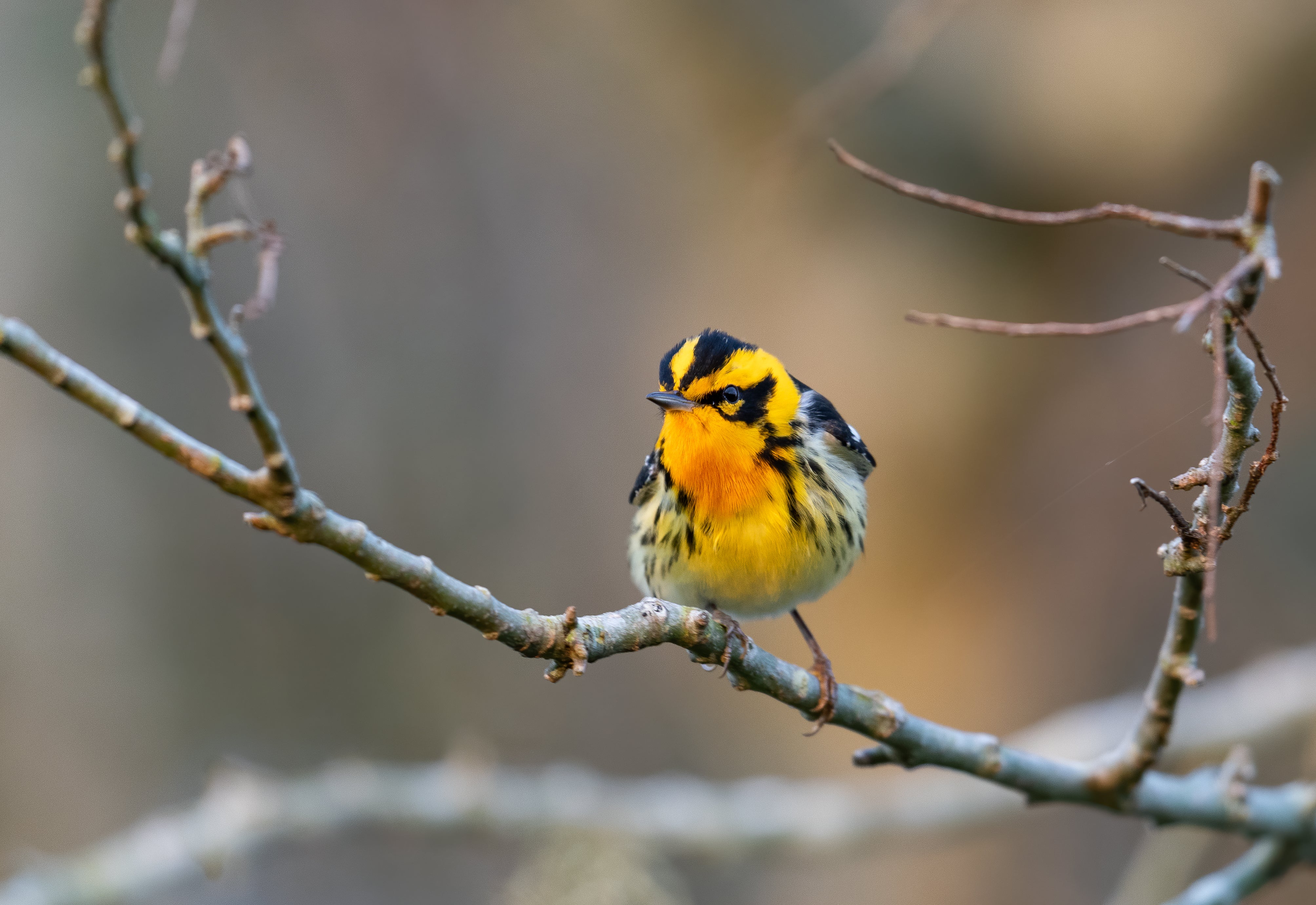A Blackburnian Warbler, a yellow and black bird, perches on a branch.