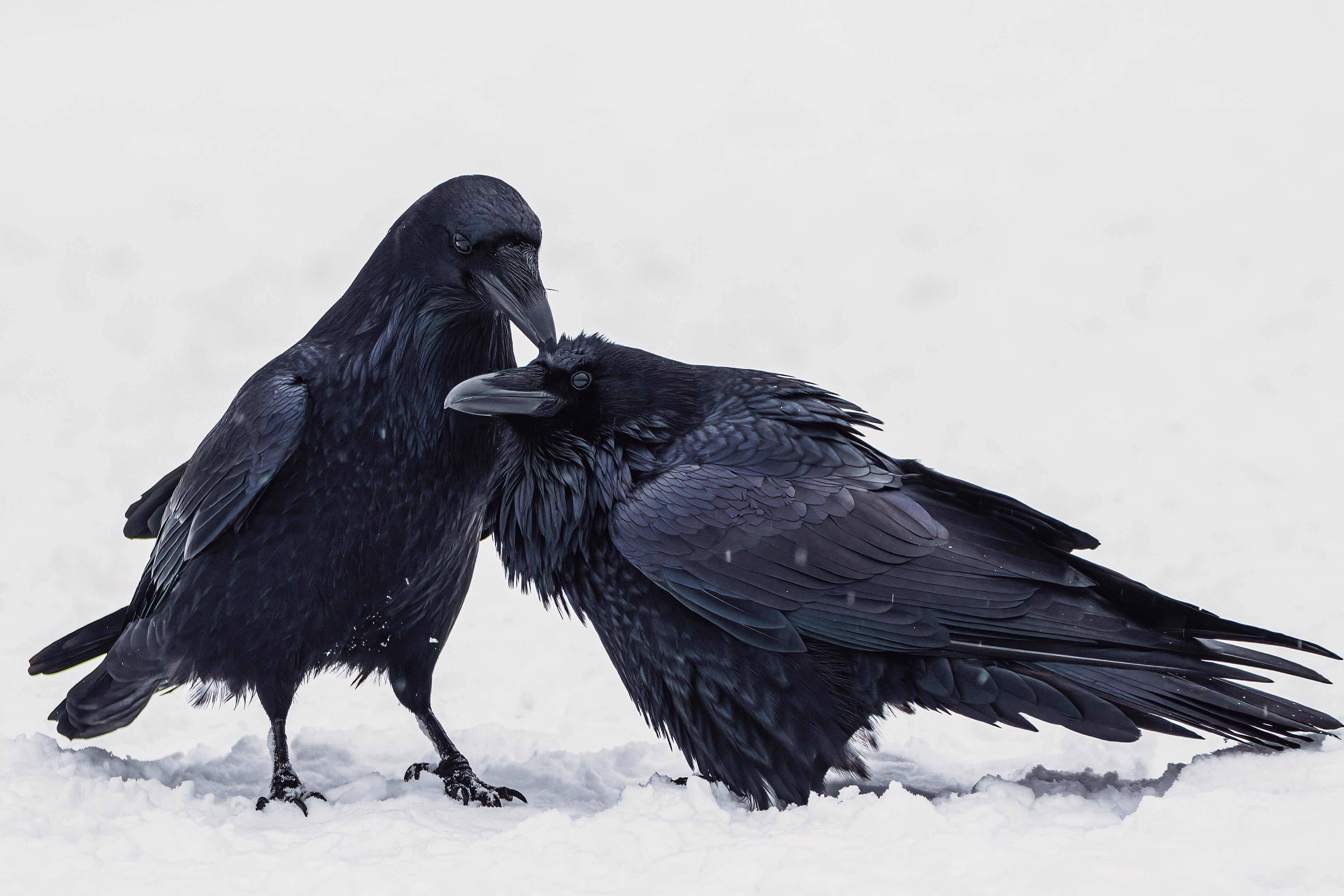 Two black Common Ravens stand on white snow. The bird on the left appears to groom the second, its beak on the second bird’s head. The bird on the right stands sideways in a slightly crouched position, its glossy feathers fluffed out.