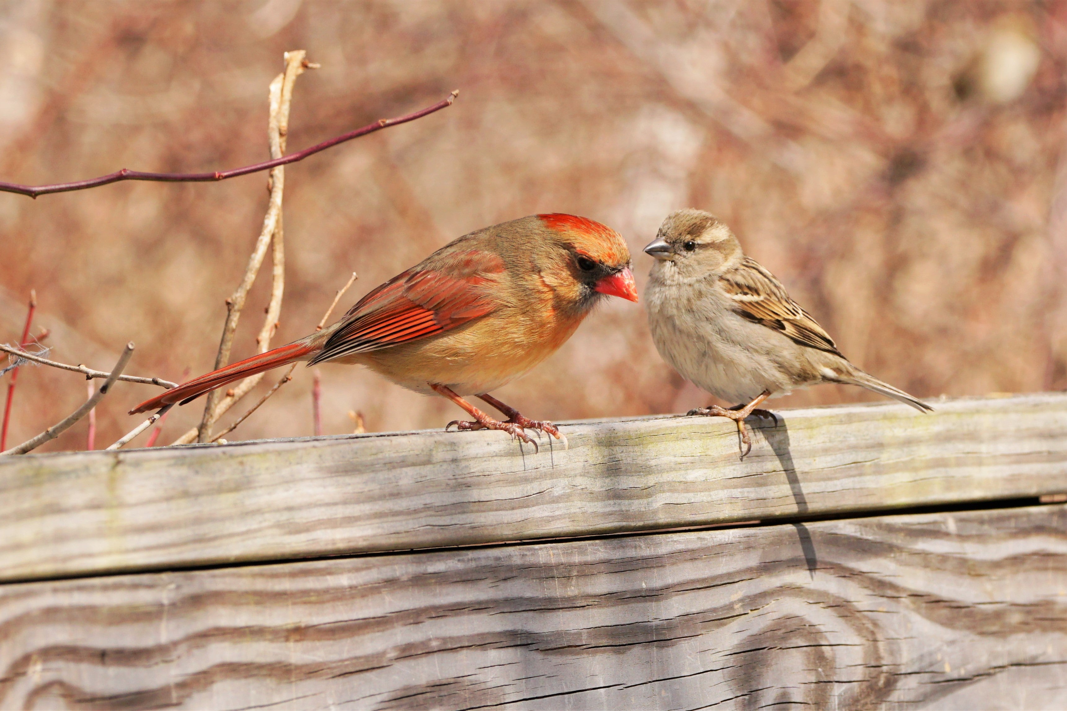 Female Northern Cardinal and female House Sparrow standing on a piece of wood.