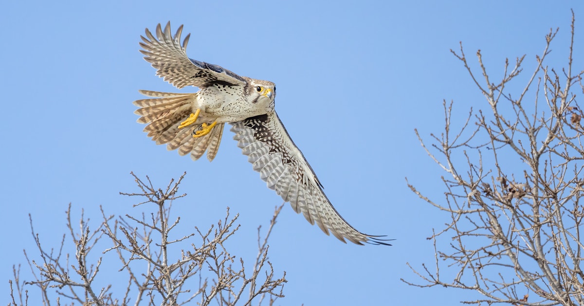 Bird Bounty on the Kern River Preserve Bird Bounty on the Kern River Preserve