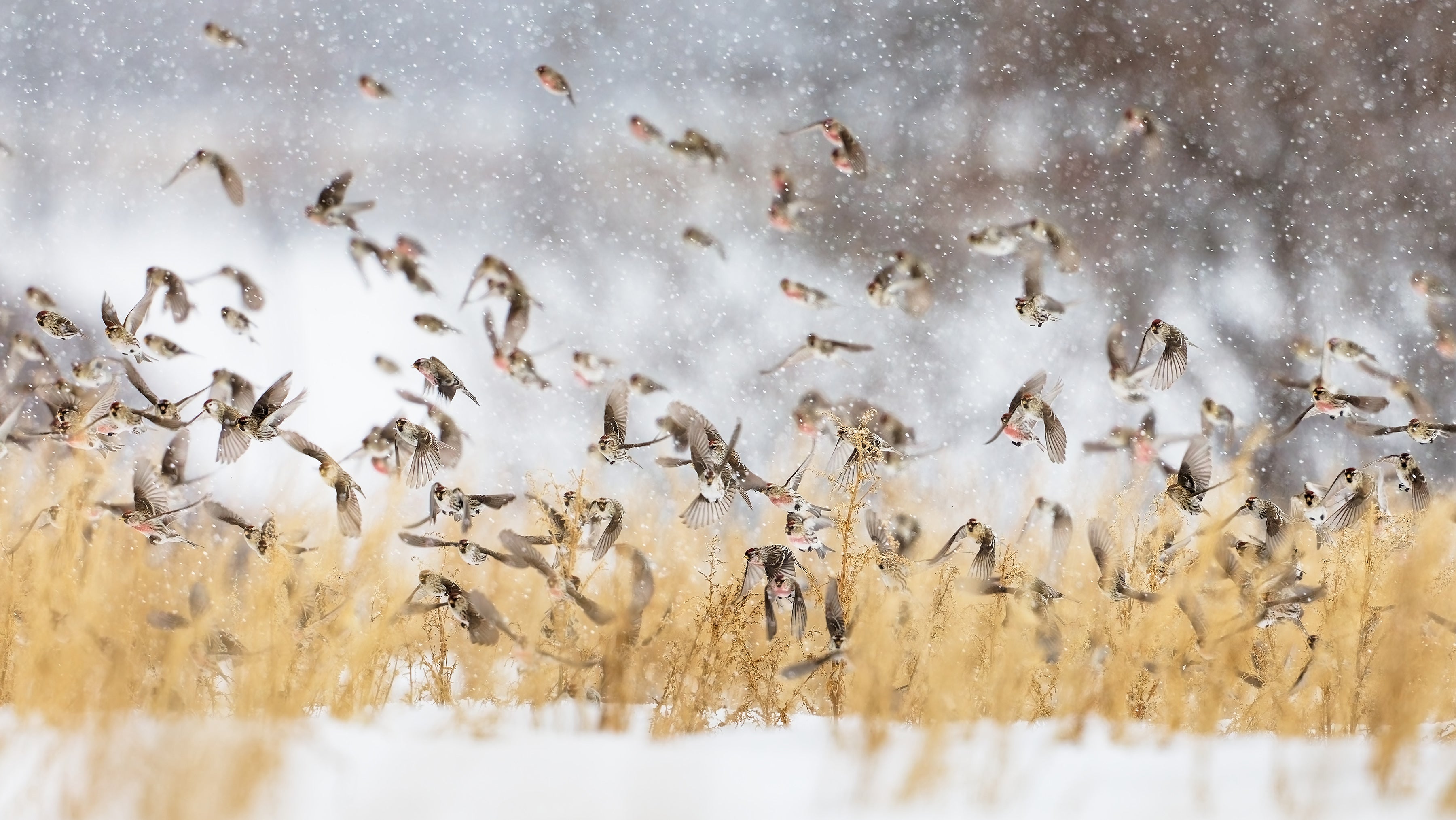 A large flock of Redpolls flies around a snowy field of dried grasses in heavy falling snow.
