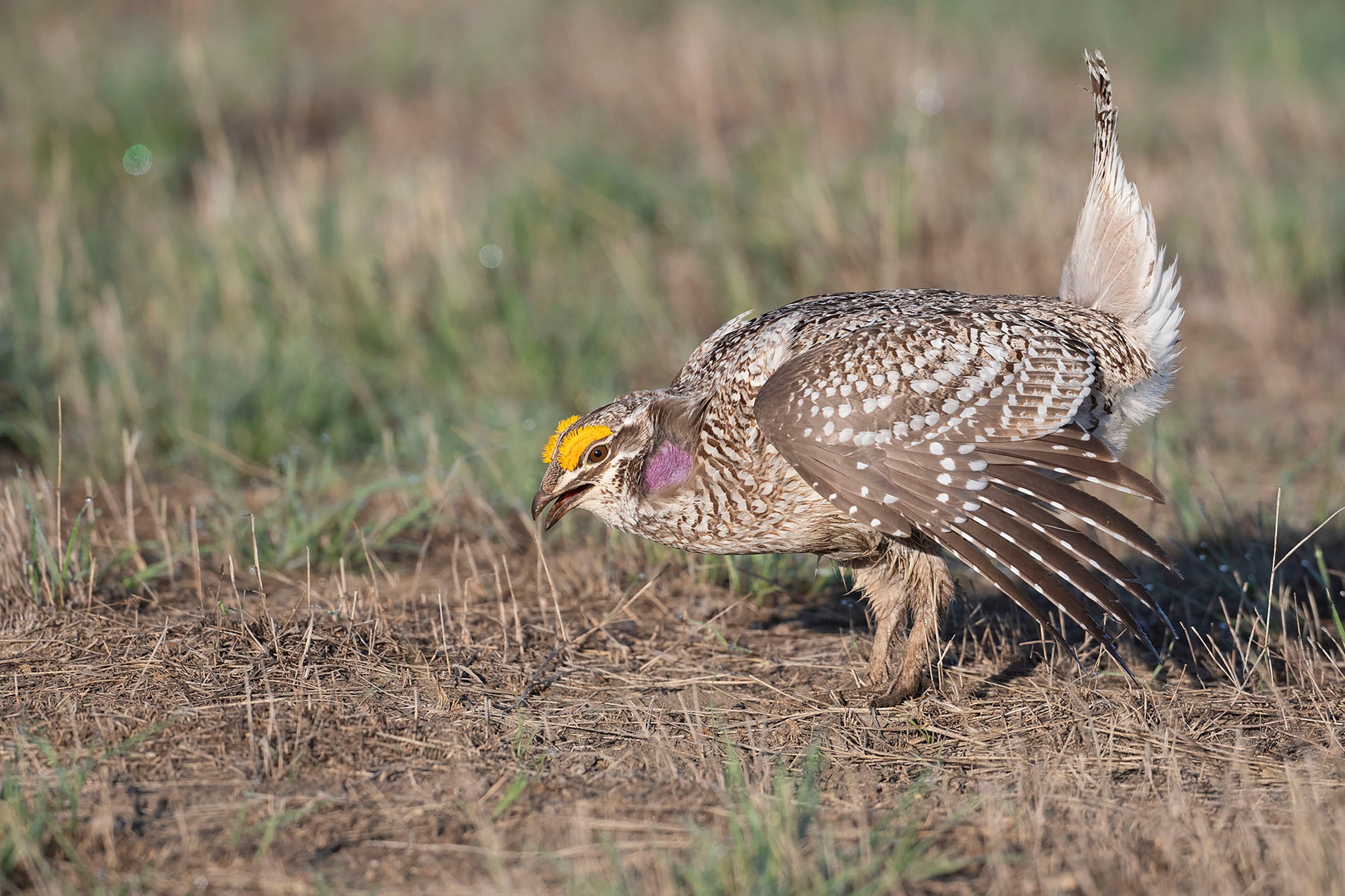 Debra Herst/Audubon Photography Awards