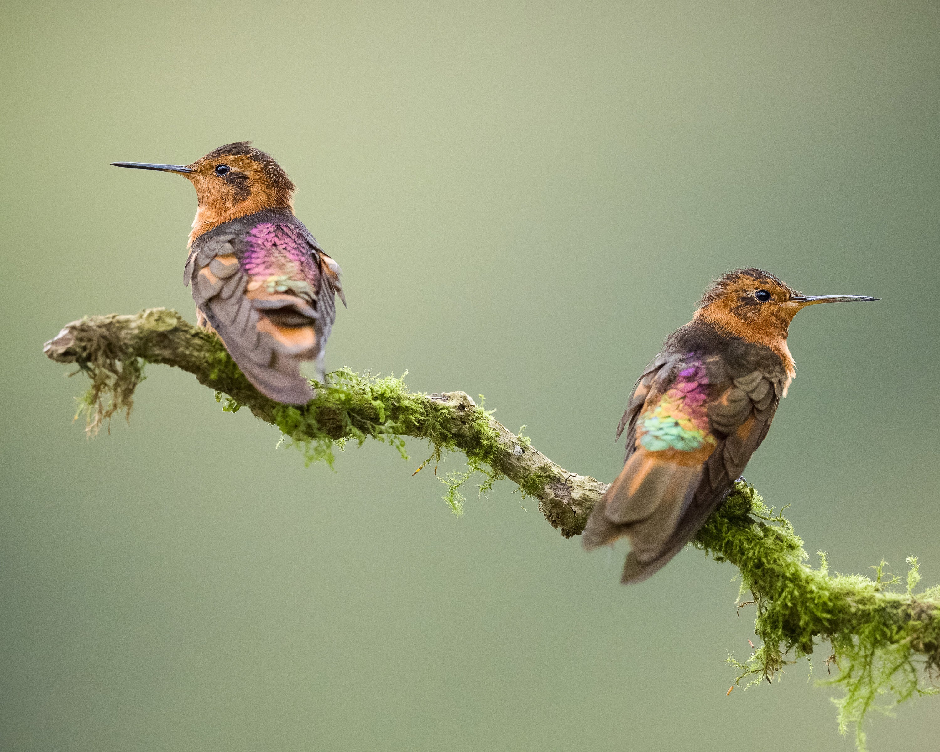 Two colorful hummingbirds perch on a mossy branch, facing opposite directions.
