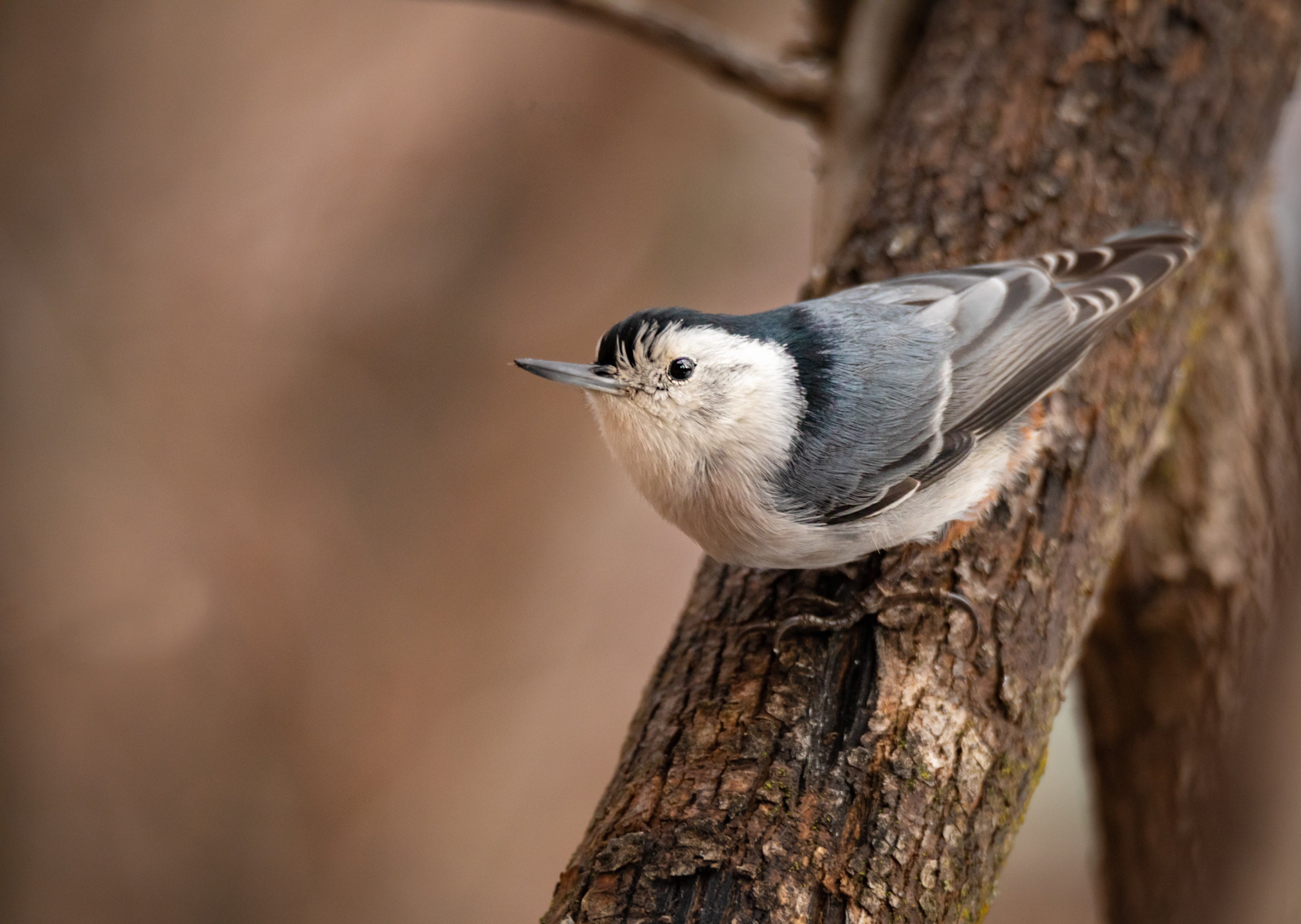 White-breasted Nuthatch