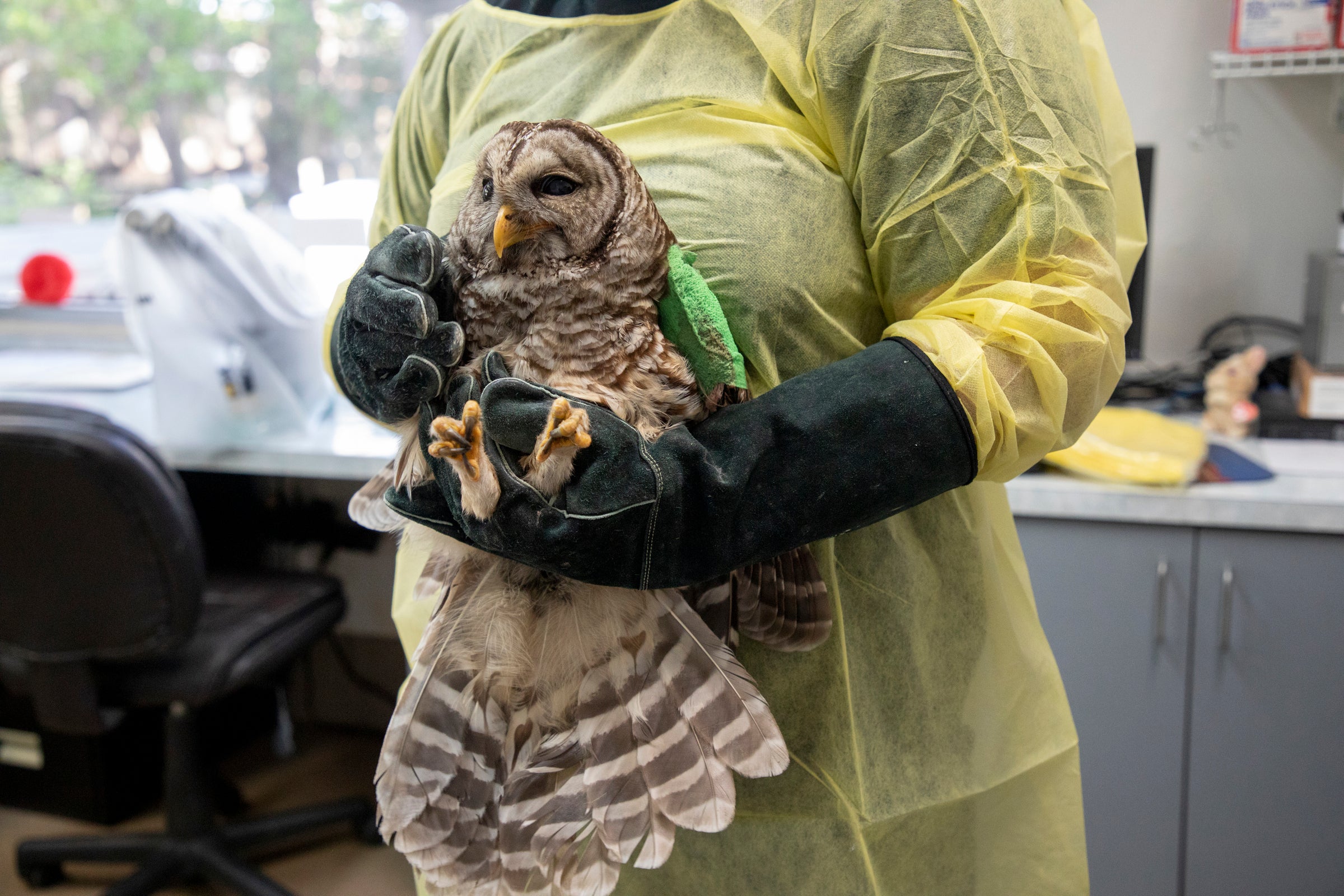 A Barred Owl in someone's gloved hands.