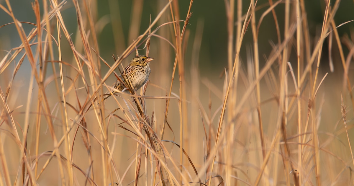 Spring Creek Prairie Audubon Center Field Trips photo from the official site