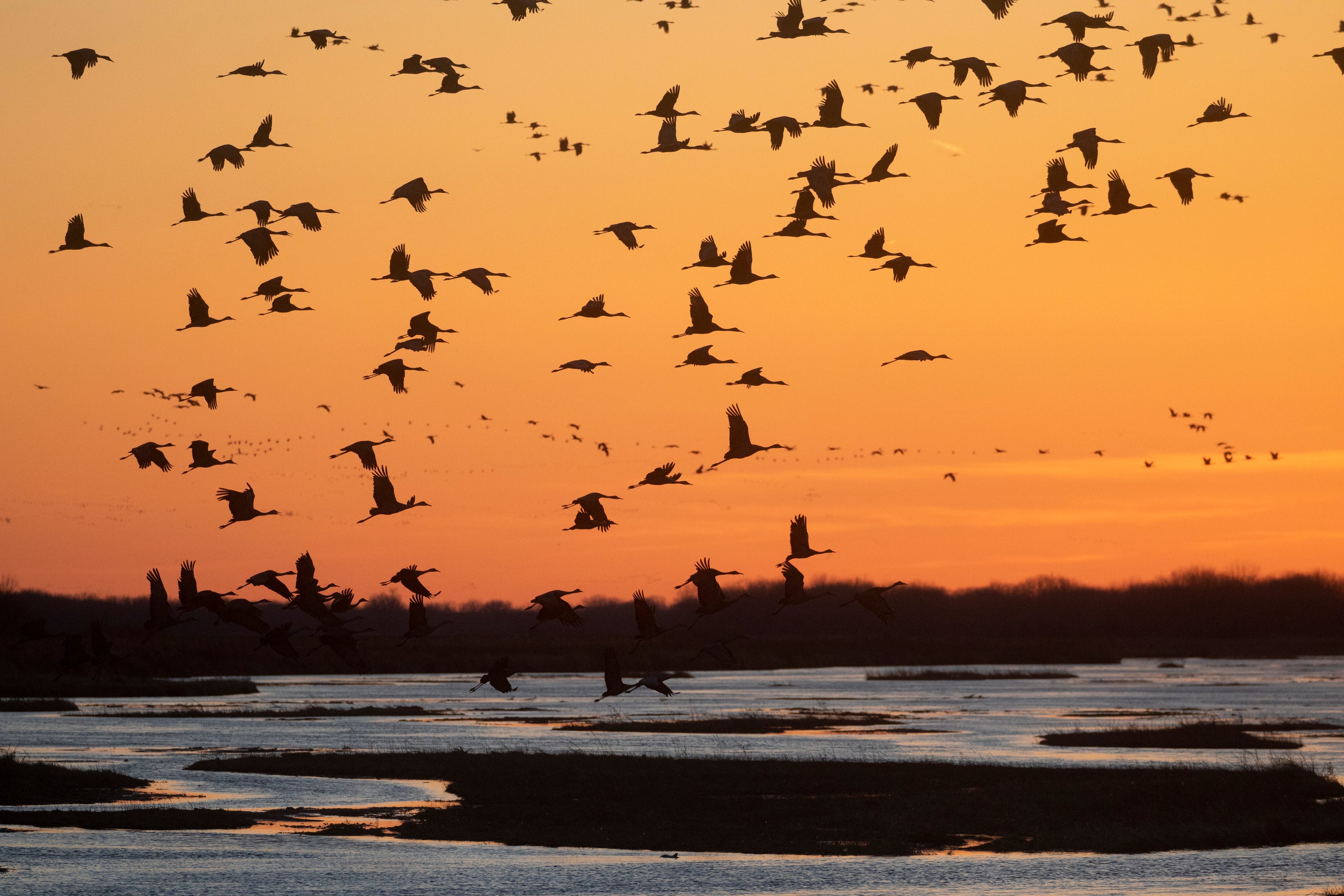 Sandhill Cranes at sunset, viewed from a discovery station along the Platte River at Iain Nicolson Audubon Center at Rowe Sanctuary in Gibbon, Nebraska, March 14, 2022. Every March, over a million Sandhill Cranes converge on the Platte River Valley in central Nebraska to fuel up before continuing north to their nesting grounds.