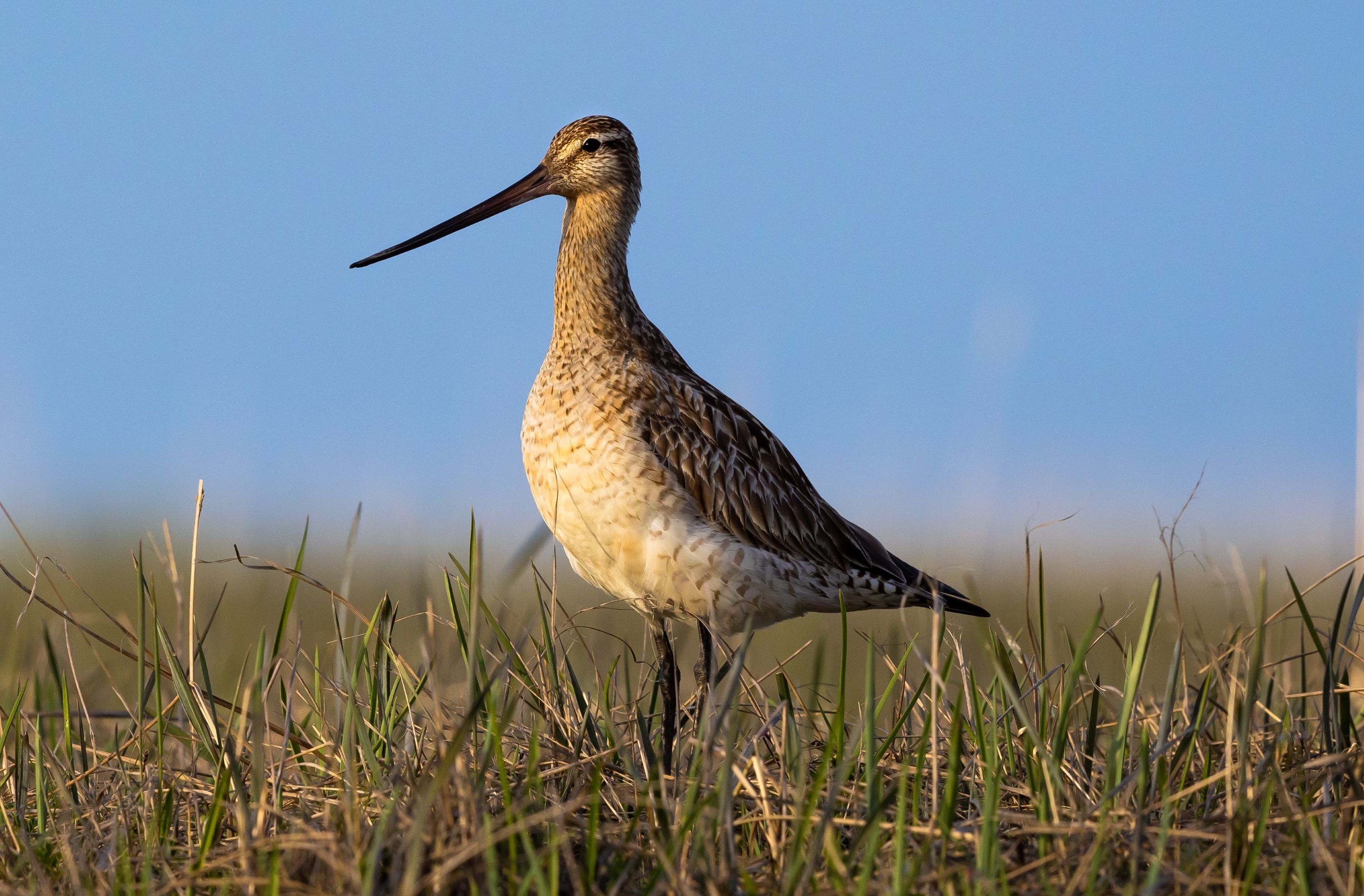 Shorebird on tundra.