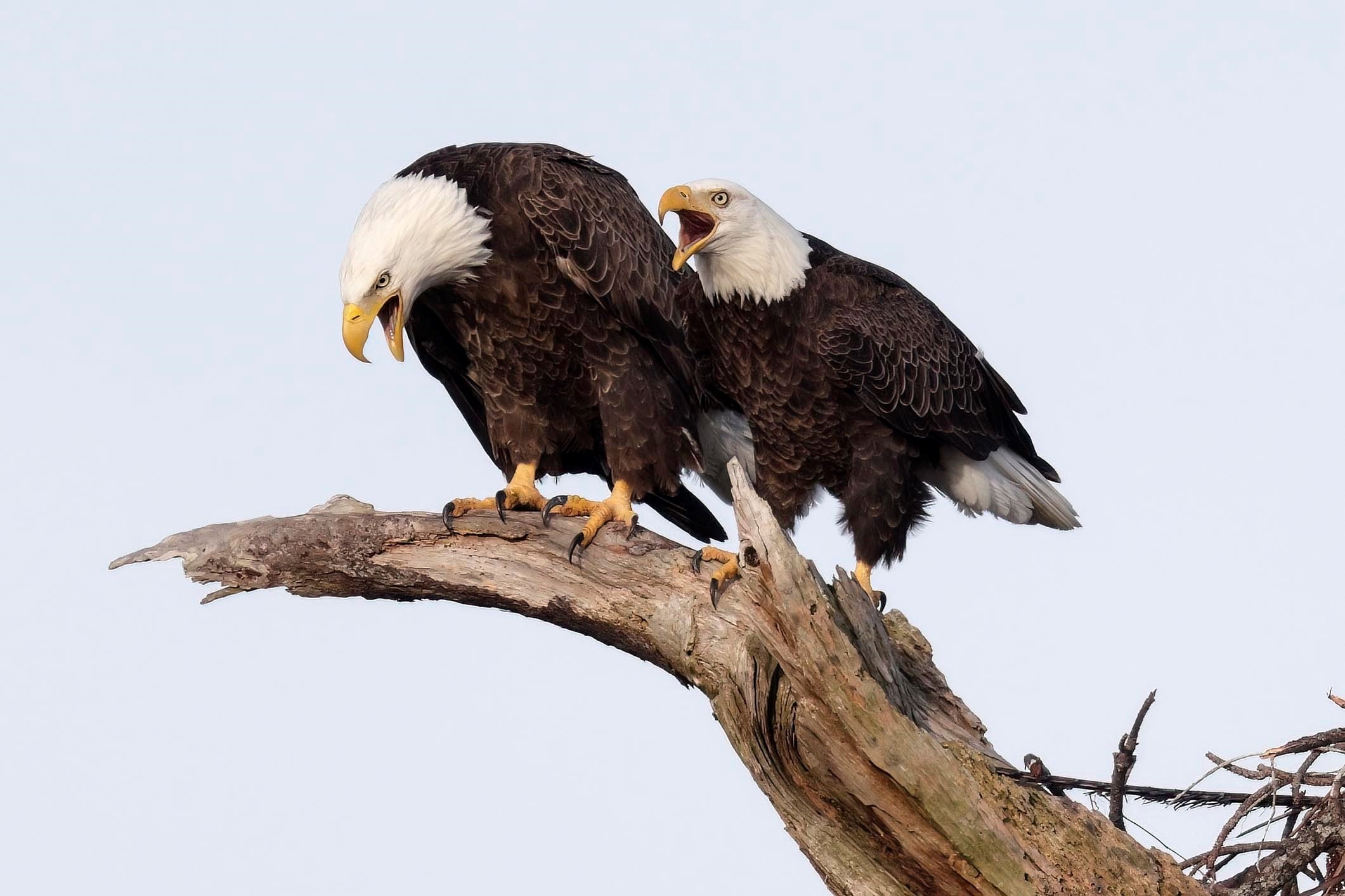 A pair of Bald Eagles on a snag.