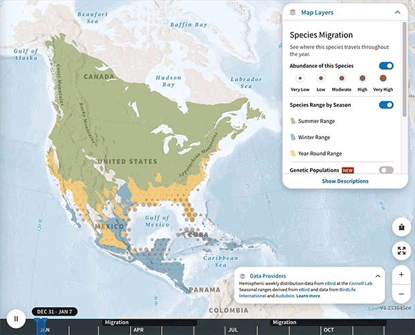 Bird Migration Explorer map showing bird movement in real time.