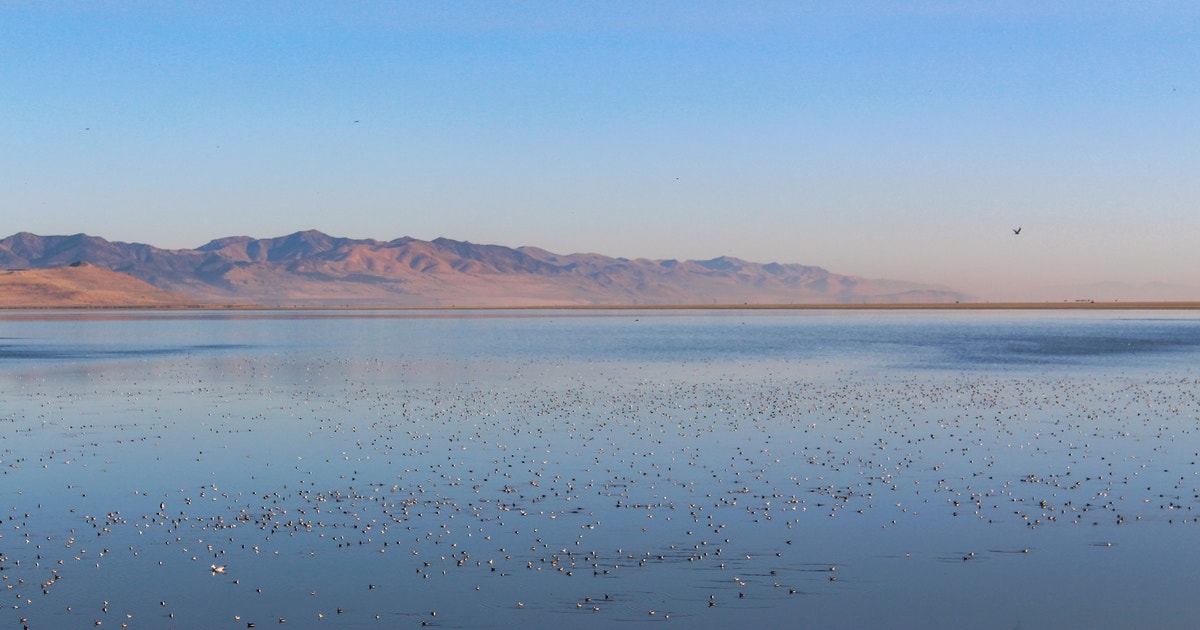 Utah’s 2025 Wildlife Plan Embraces Saline Lake Ecosystems Utah’s 2025 Wildlife Plan Embraces Saline Lake Ecosystems