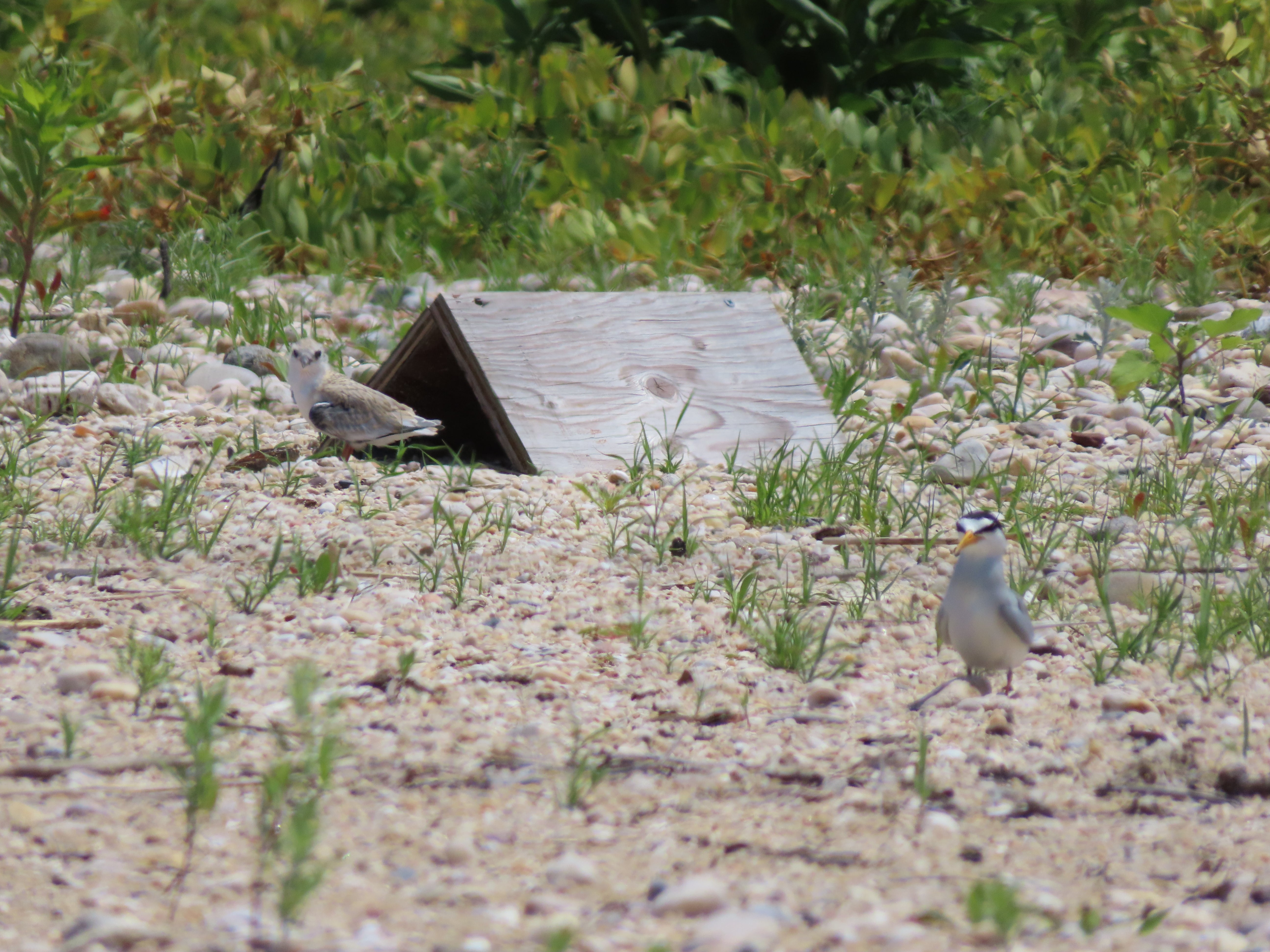 A Least Tern chick sitting partially covered by a wooden shelter on a beach.