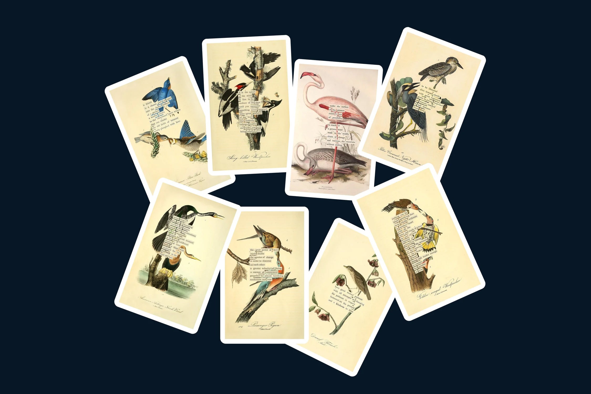 A deck of oracle cards with illustrations of birds and cut-out text.