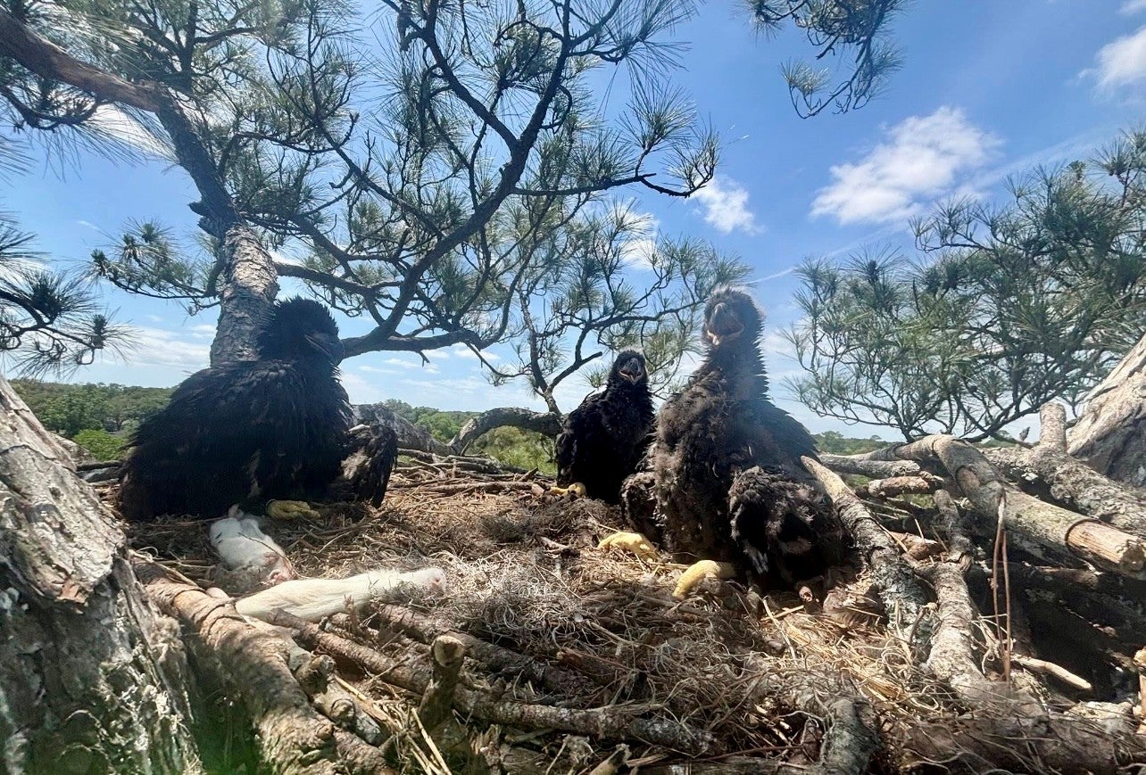 Three eaglets sit in a tree.