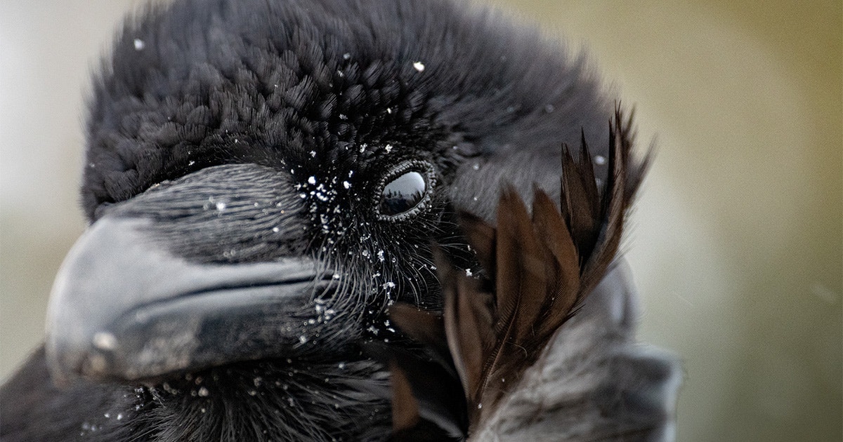 10 Fun Facts About the Common Raven 10 Fun Facts About the Common Raven