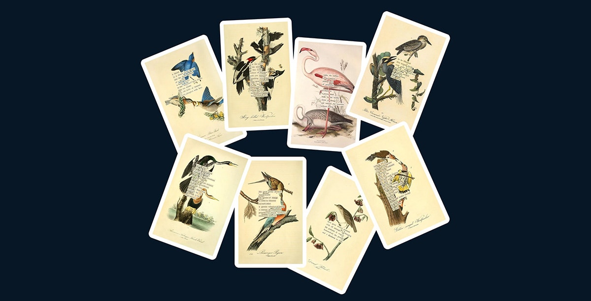Can Birds Predict the Future? Avian Divination Traditions See a Revival Can Birds Predict the Future? Avian Divination Traditions See a Revival