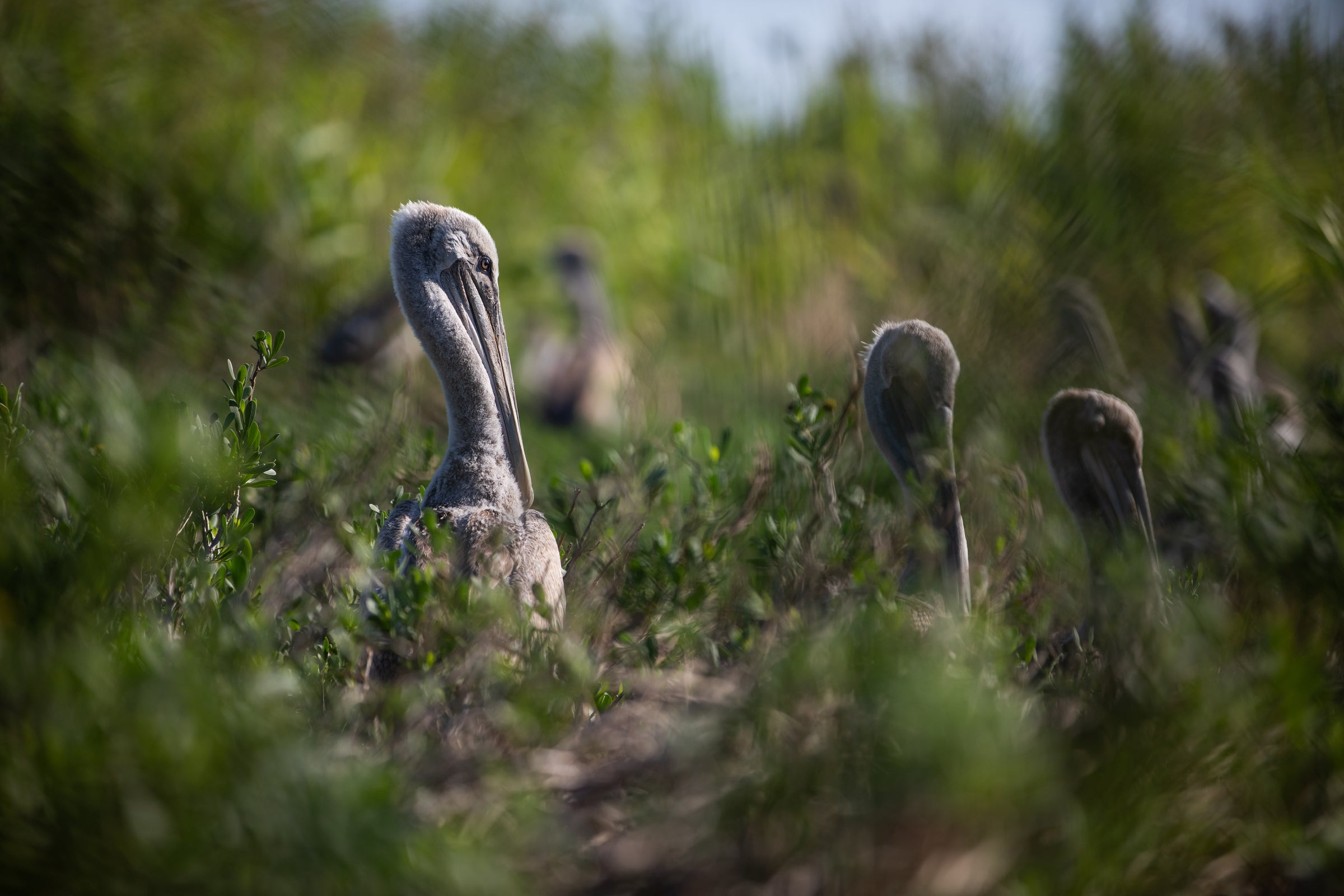 Brown Pelican chicks on the Cape Fear River. Photo: Photo: Madeline Gray