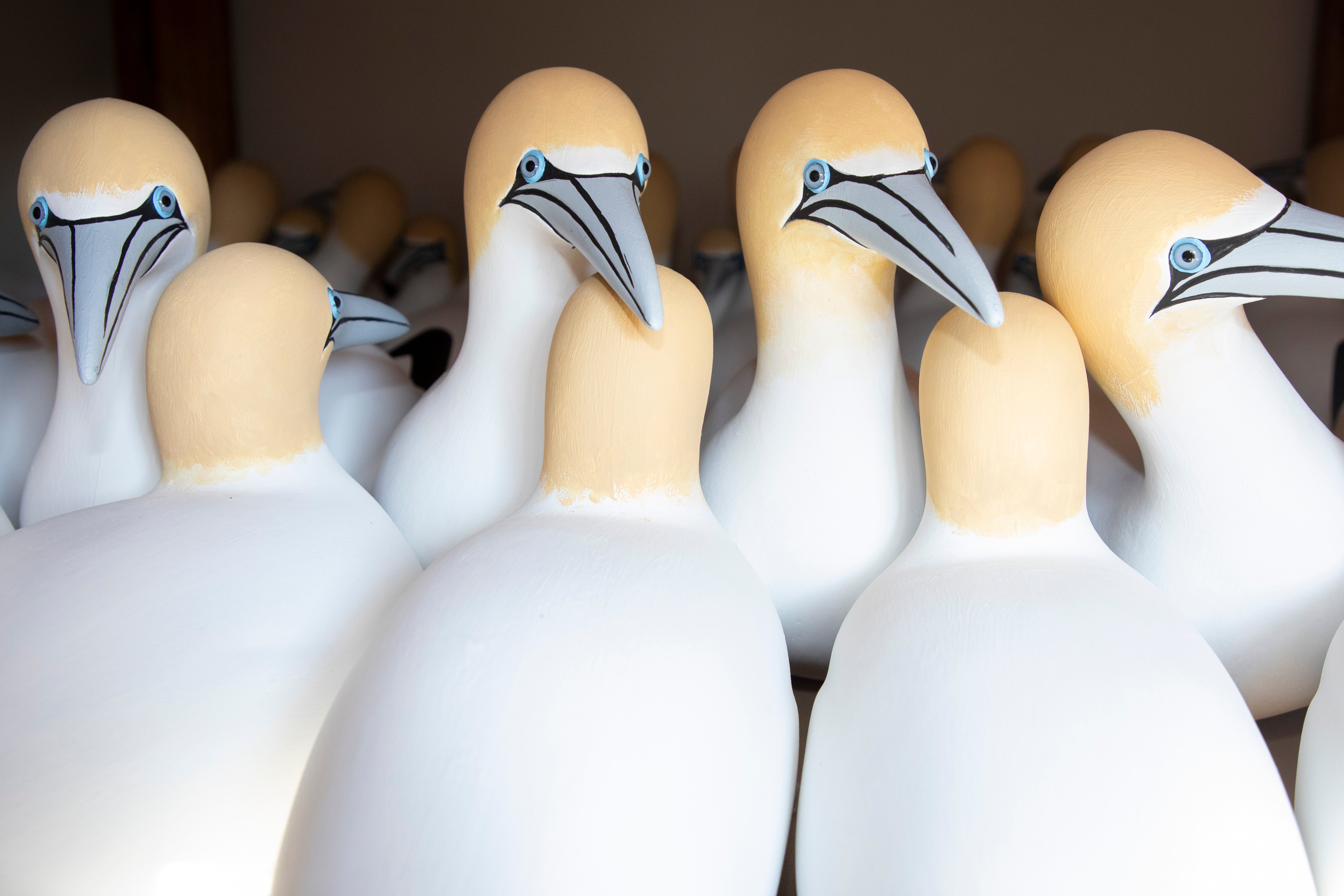 Seven Northern Gannet decoys.