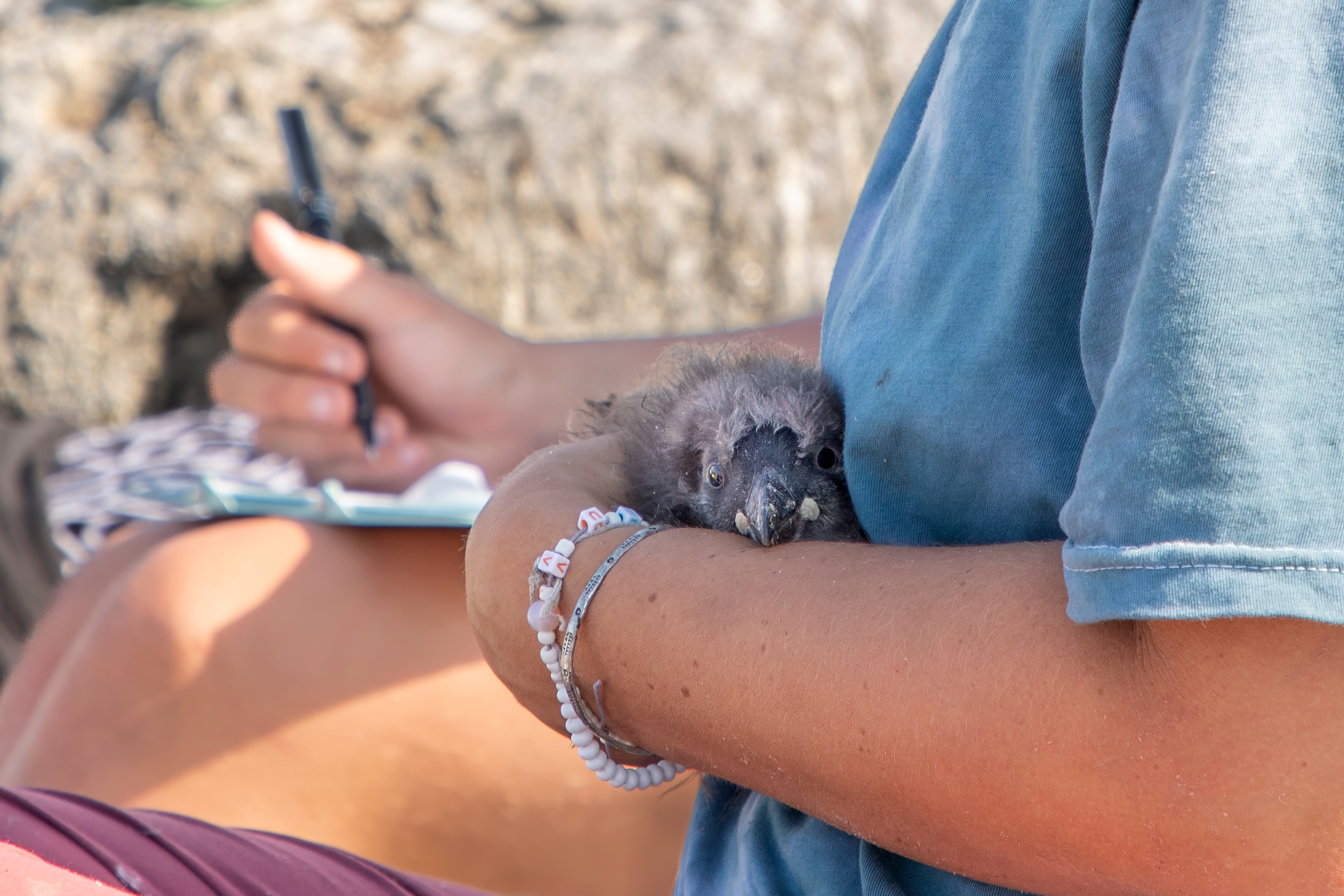 A puffin chick resting in in a researchers arm.
