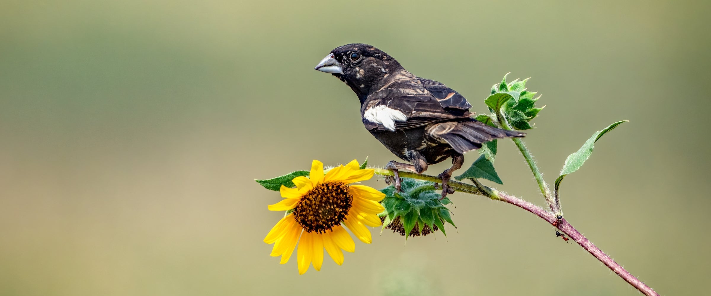 A Lark Bunting perched on an annual sunflower.