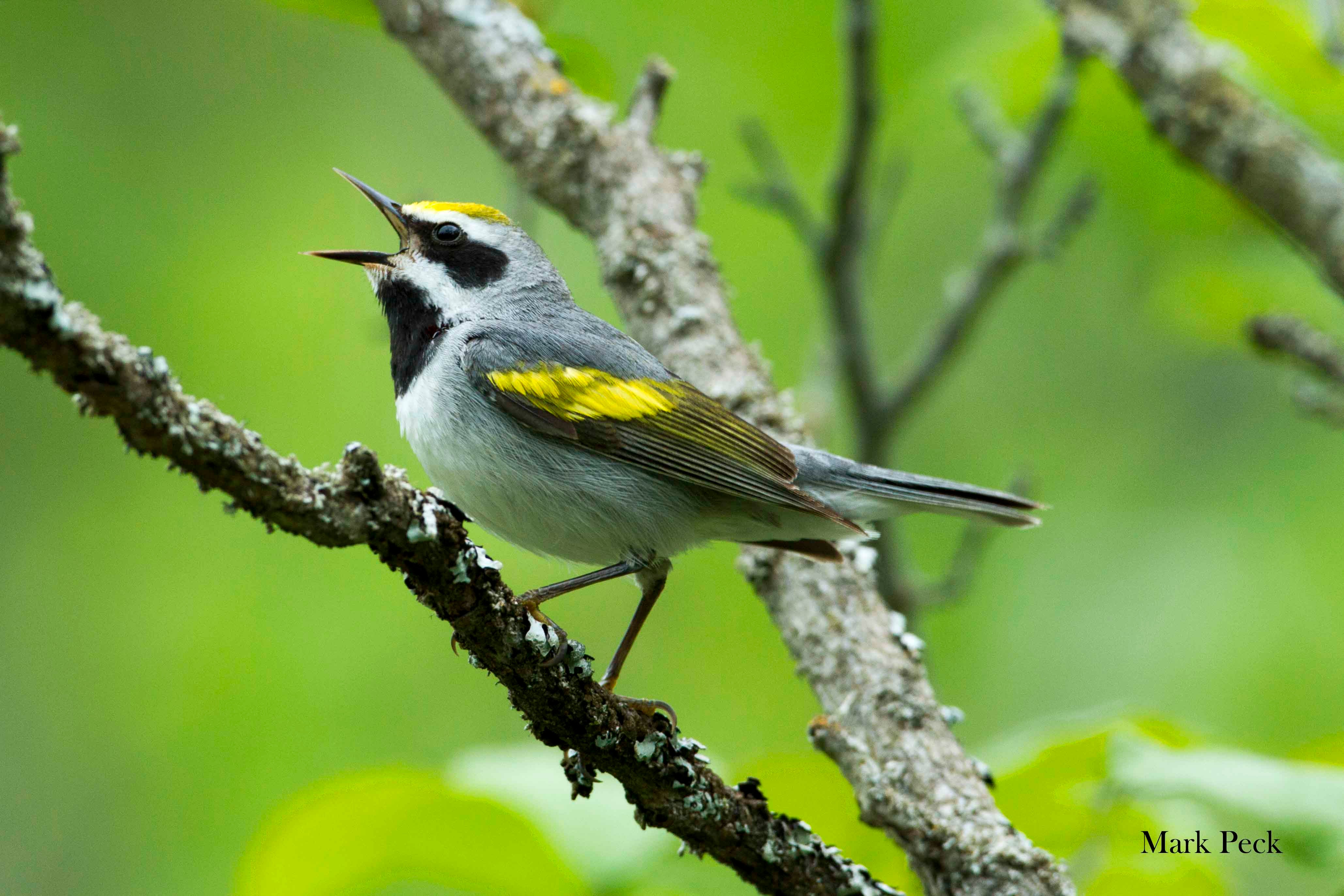 A male Golden-winged Warbler, perched on a branch, singing.