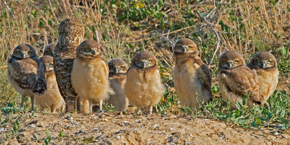 Burrowing Owl, adult and chicks