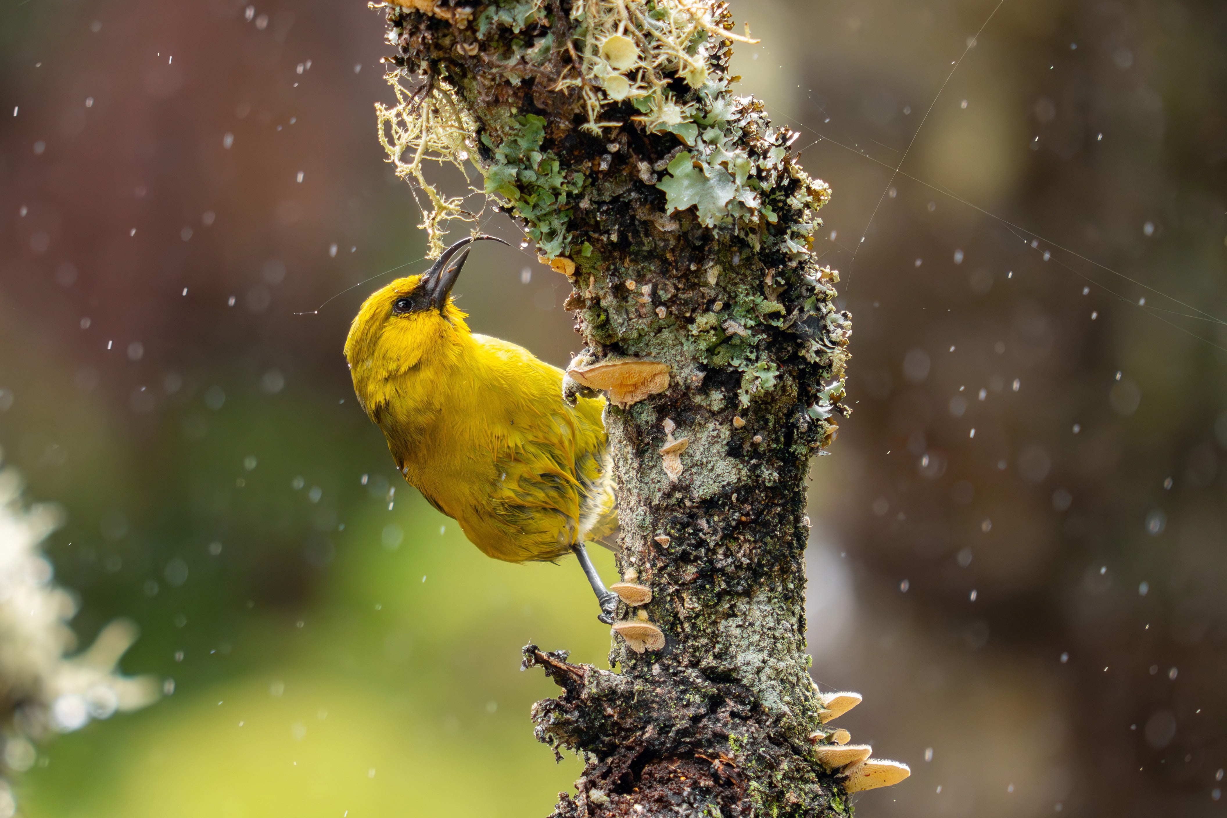 A bright, small, yellow bird with a curved beak perches on a moss covered branch as rain drops fall around it. 