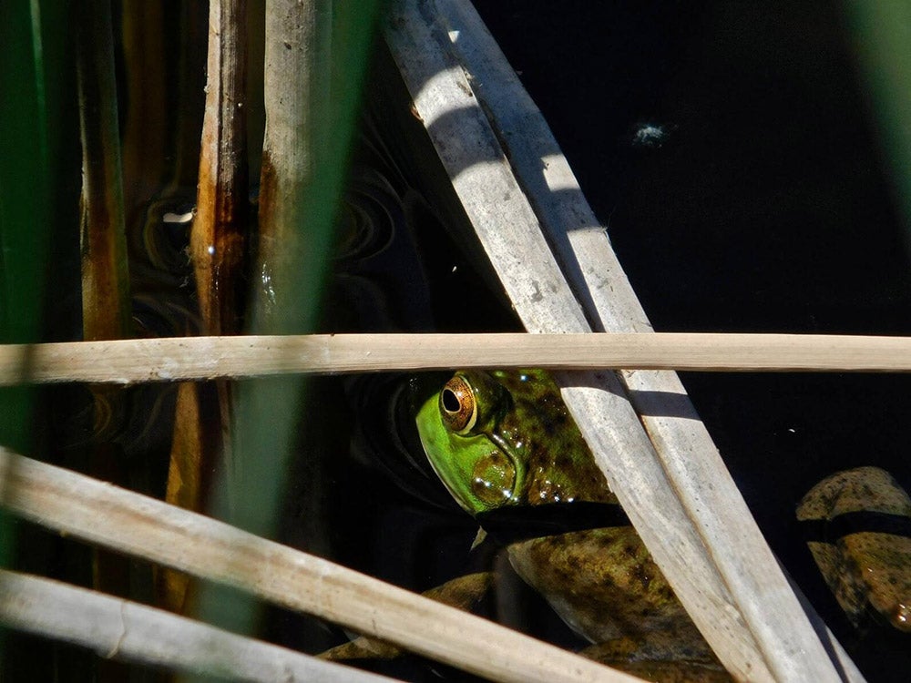American Bullfrog. Photo: Steven Prager.