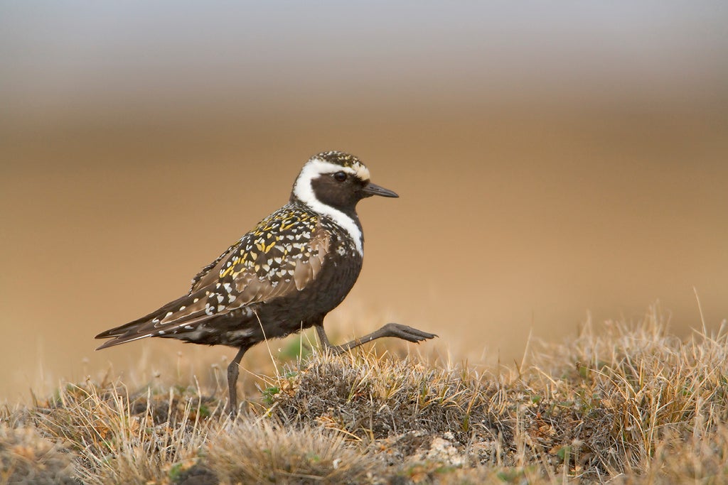 Shorebird walking on tundra