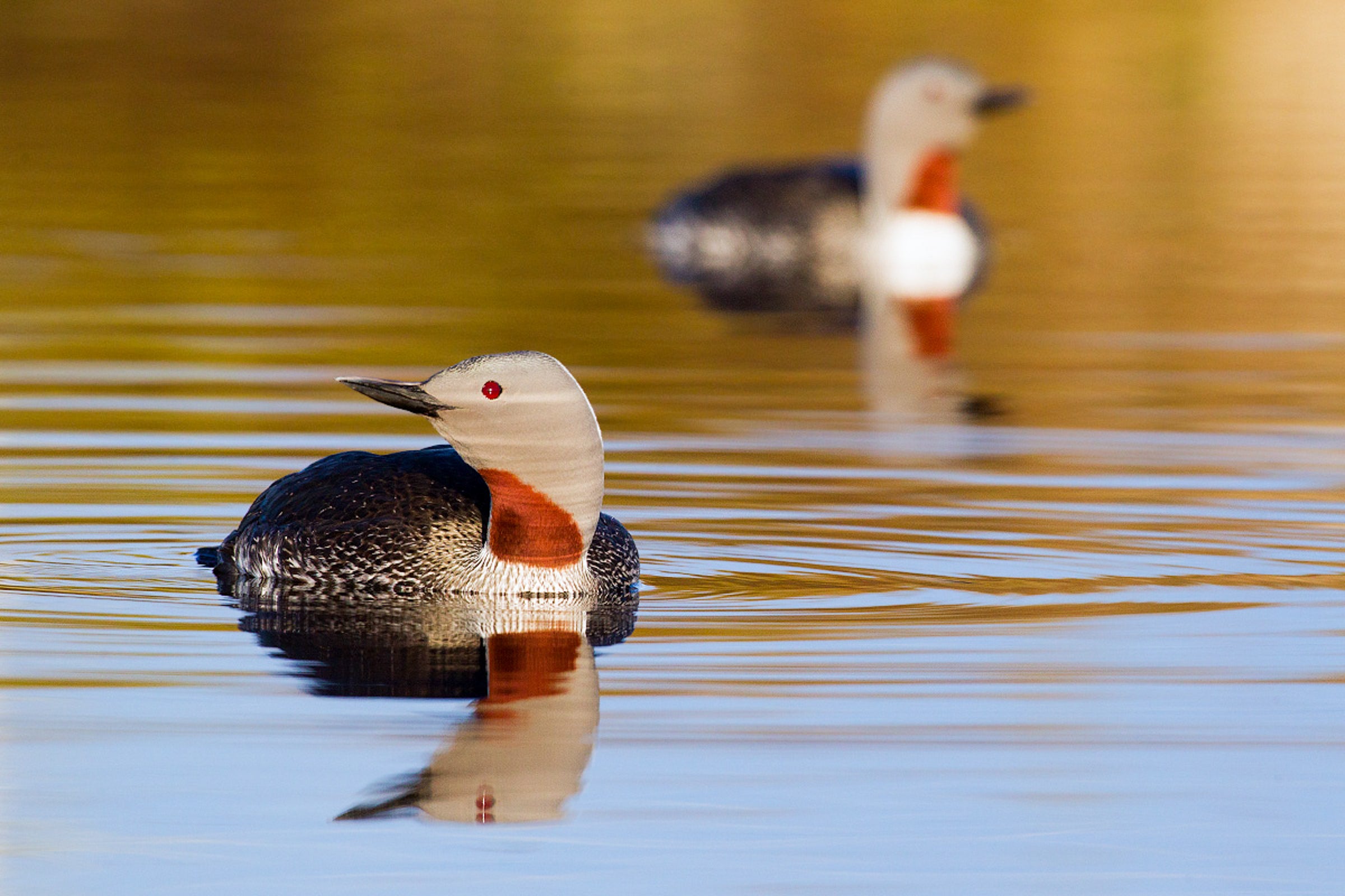 Two loons on water
