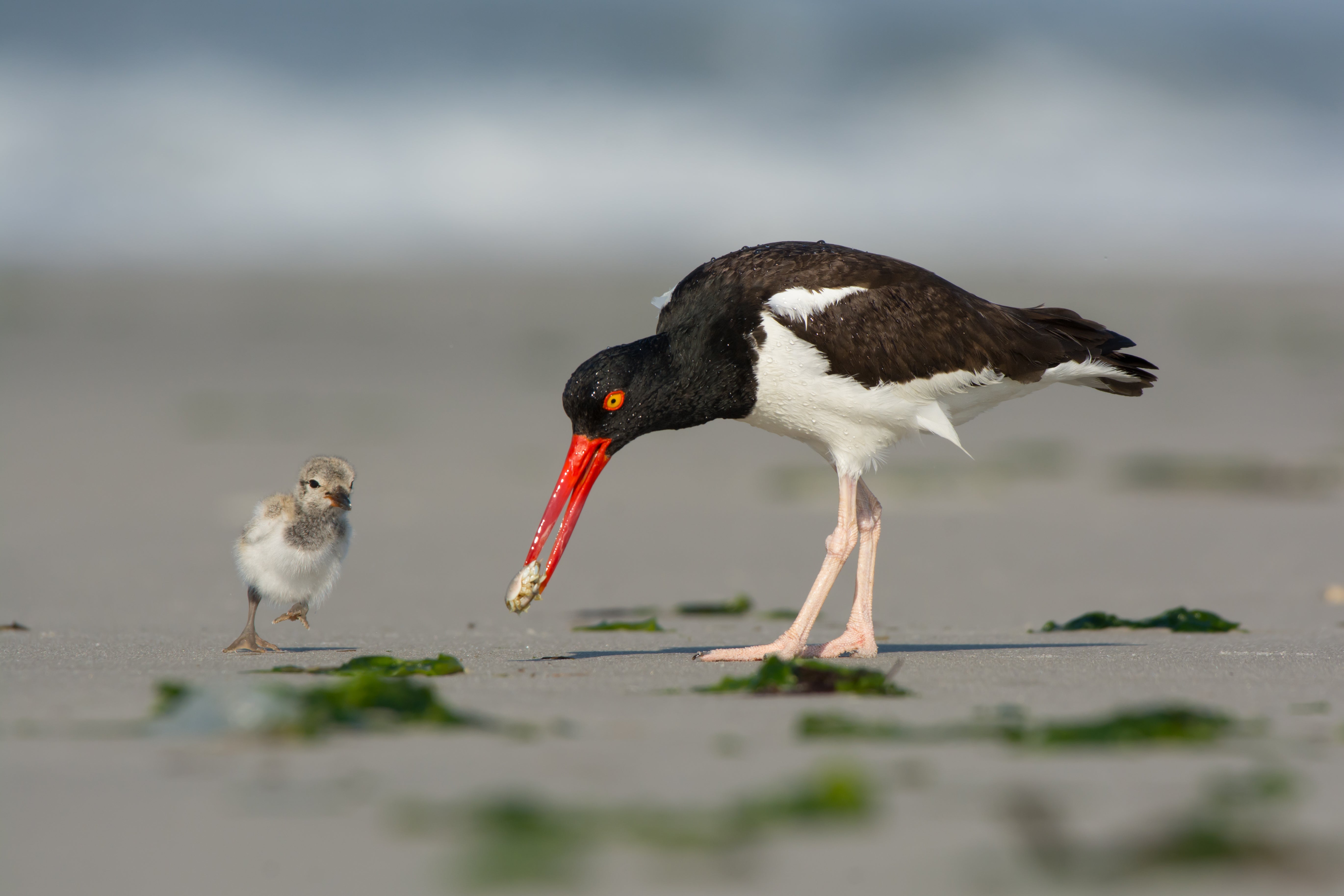 Oystercatcher family on the beach.