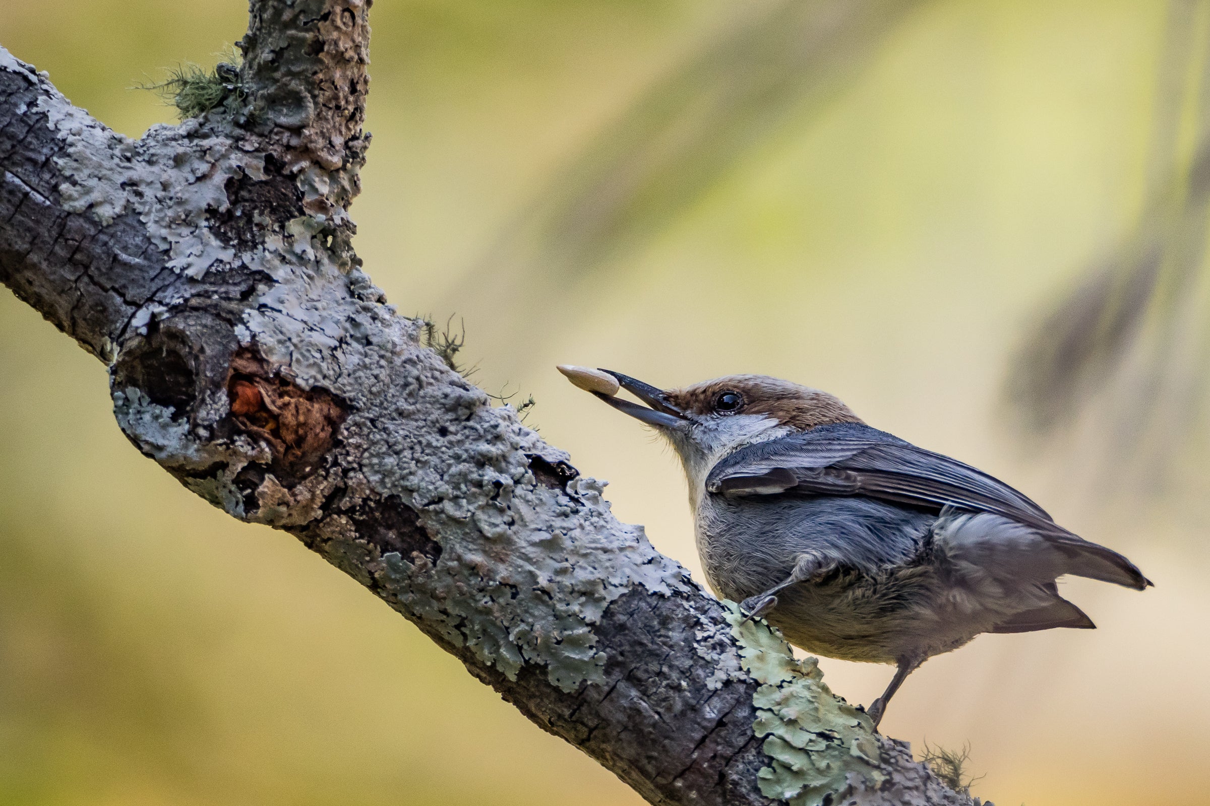 Brown-headed Nuthatch perched in a tree with a sunflower seed in its beak. Photo: Keith Burroughs/Audubon Photography Awards