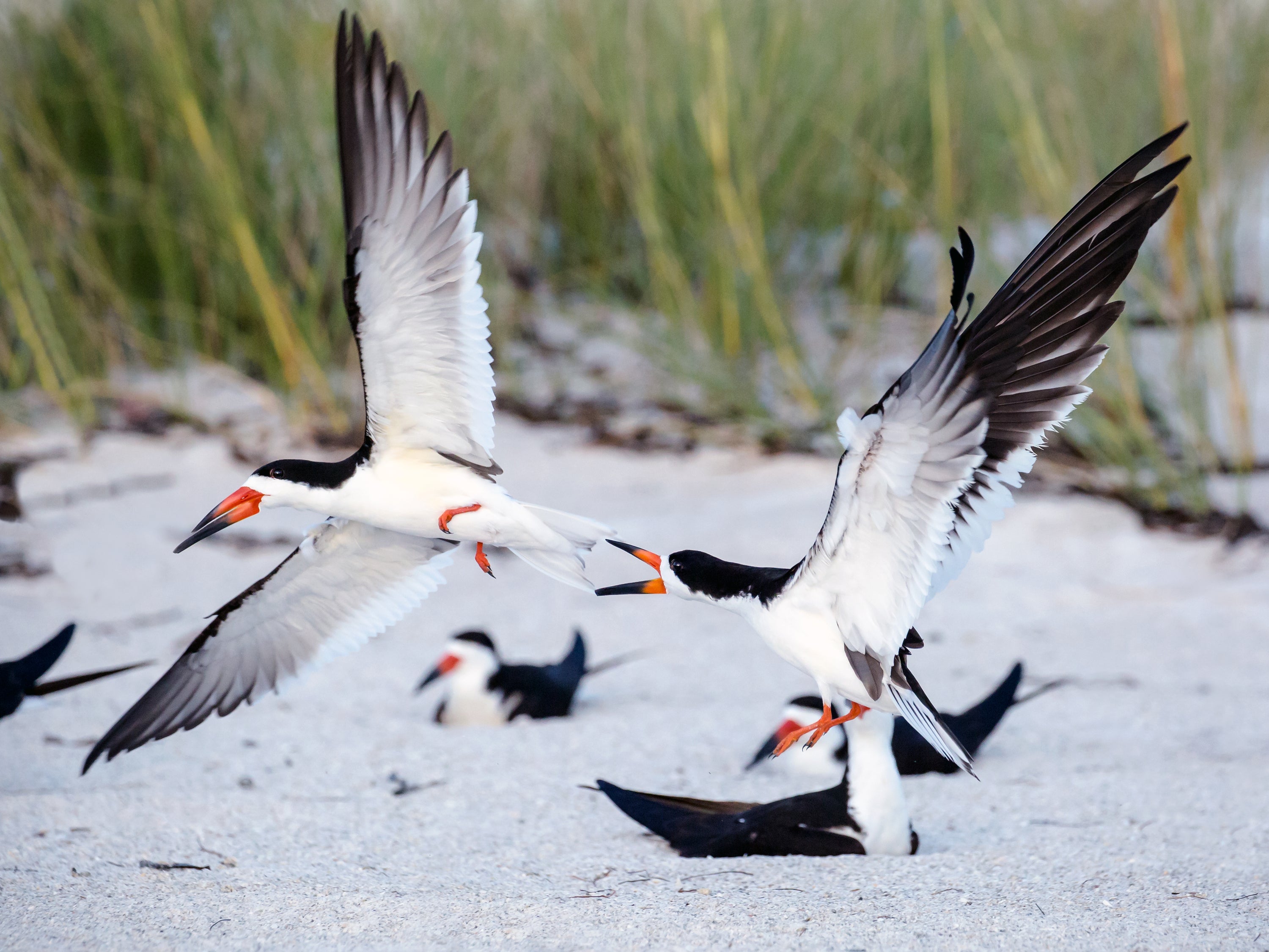 Black Skimmers nesting on the beach. Photo: Cynthia Herrick/Audubon Photography Awards