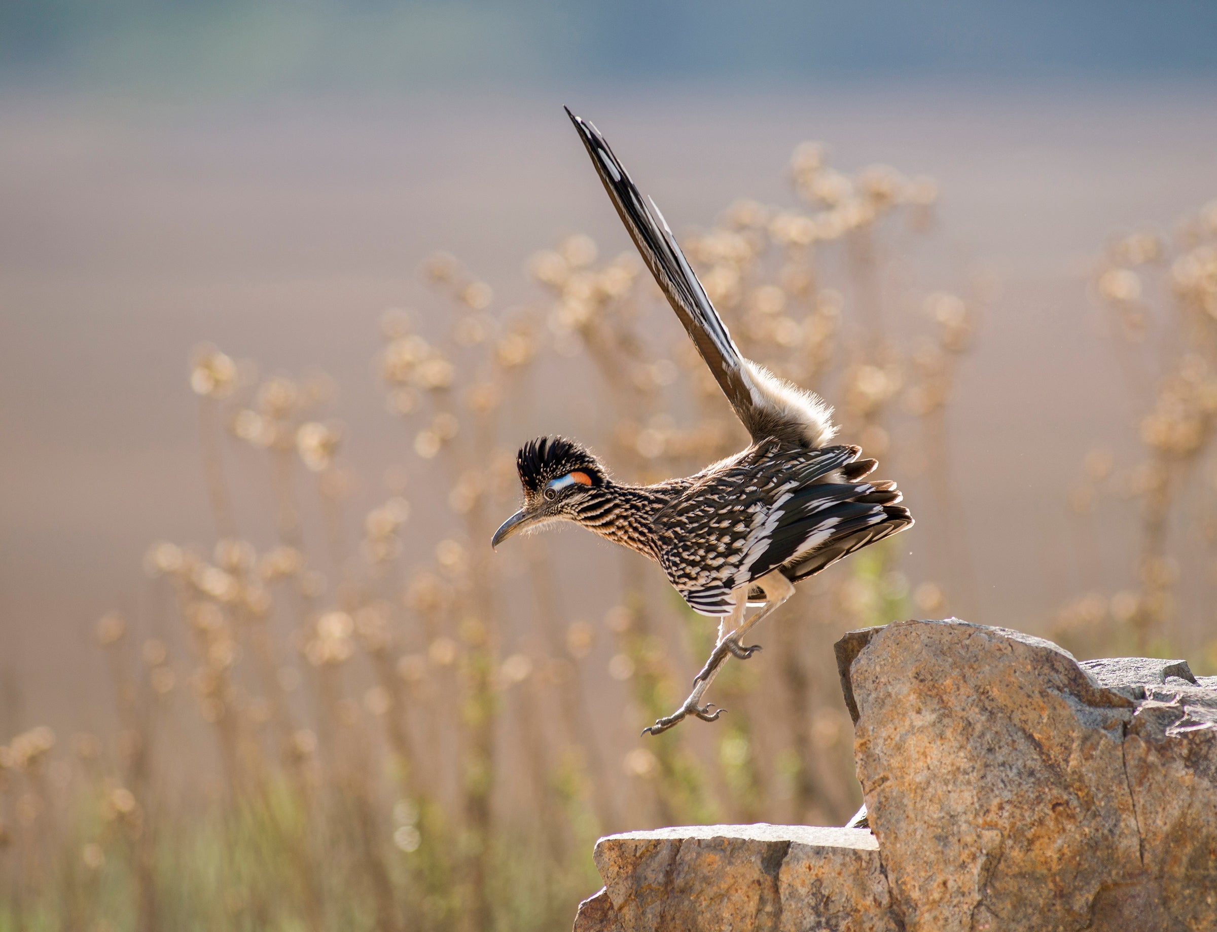 Greater Roadrunner