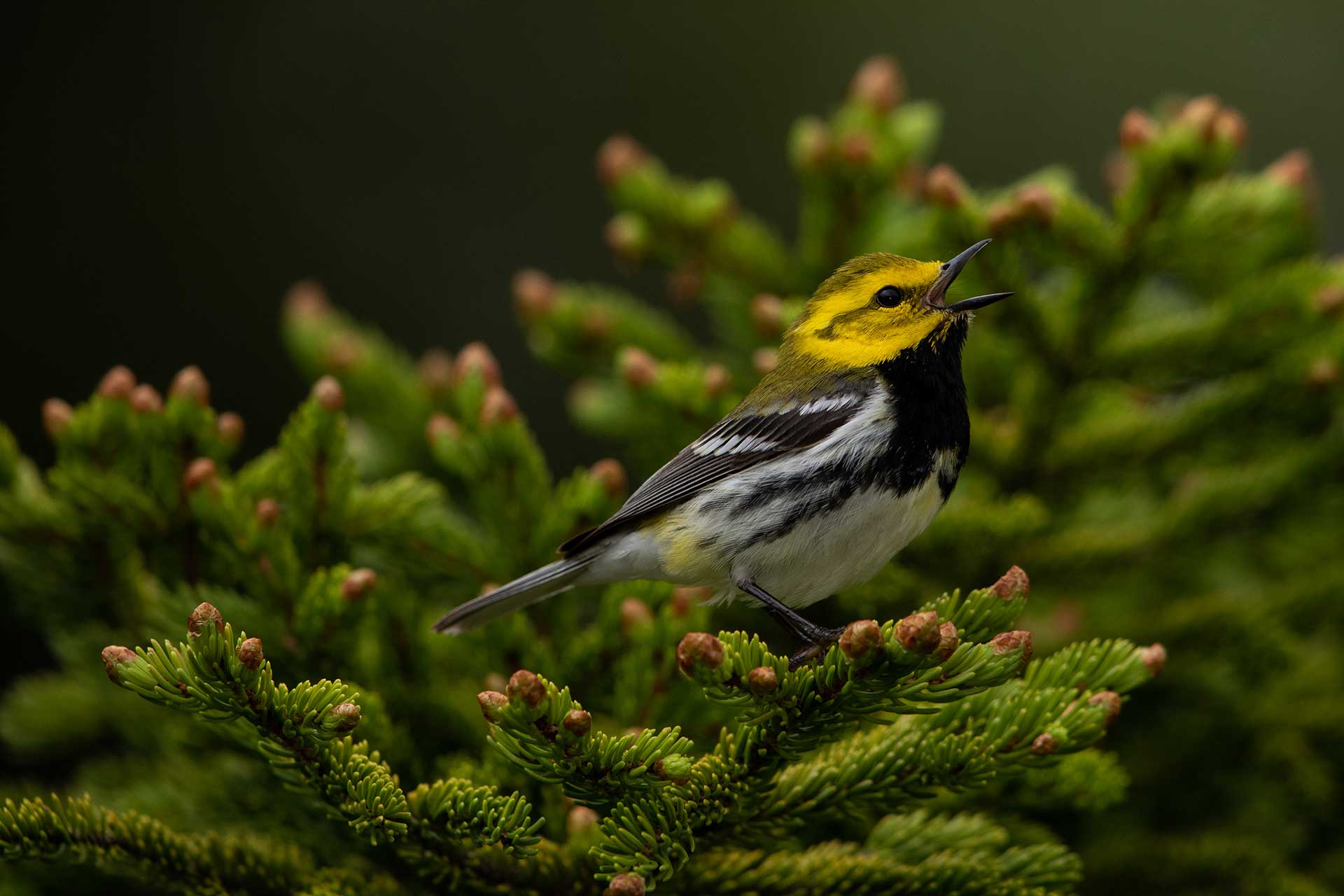 Black Throated Green Warbler perched in a conifer tree and singing. 